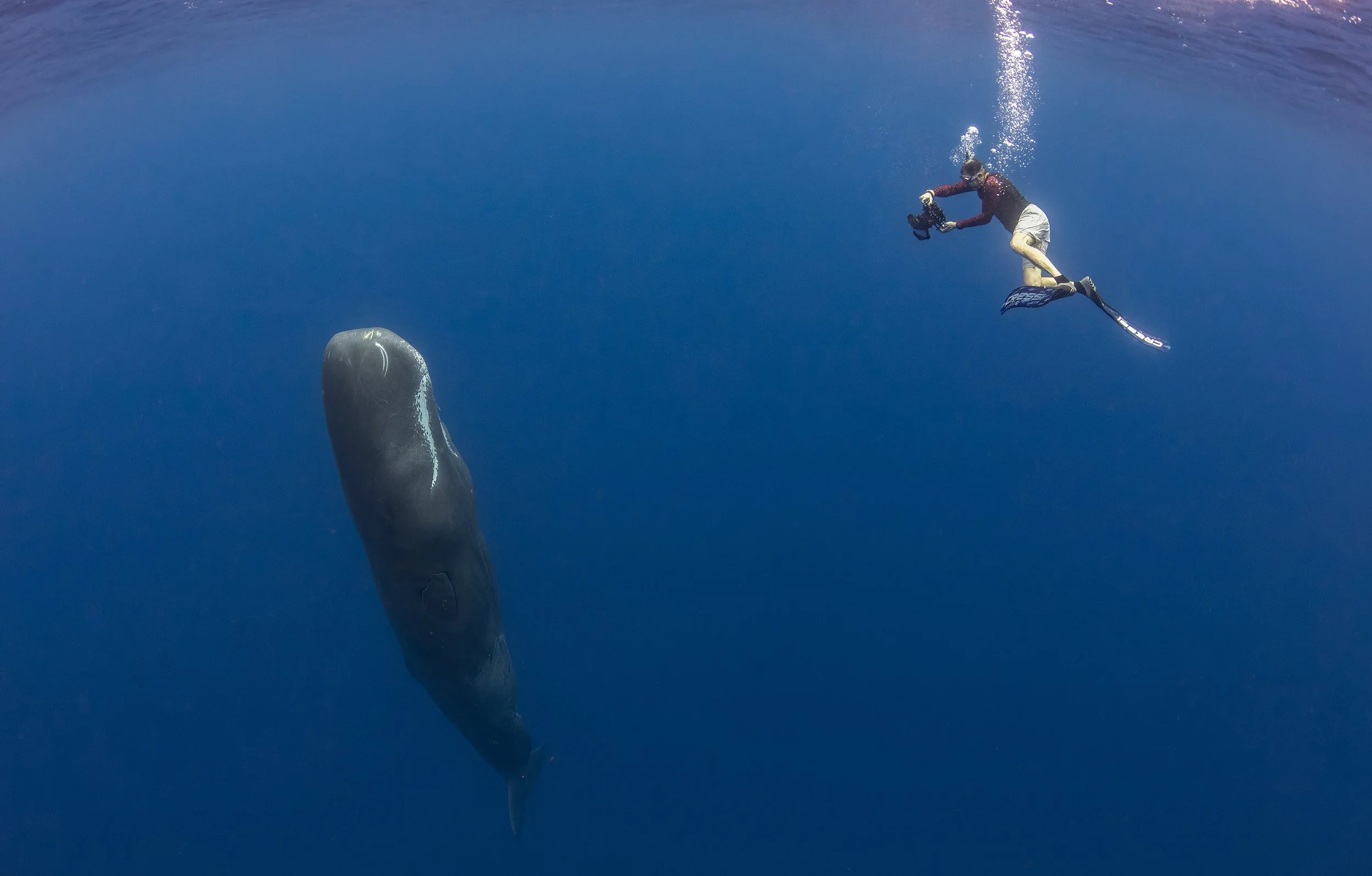 2025 Sperm Whale Expedition Trip 1 Of 3 Incredible Encounters In The 2025-sperm-whale-expedition-trip-1-of-3-incredible-encounters-in-the