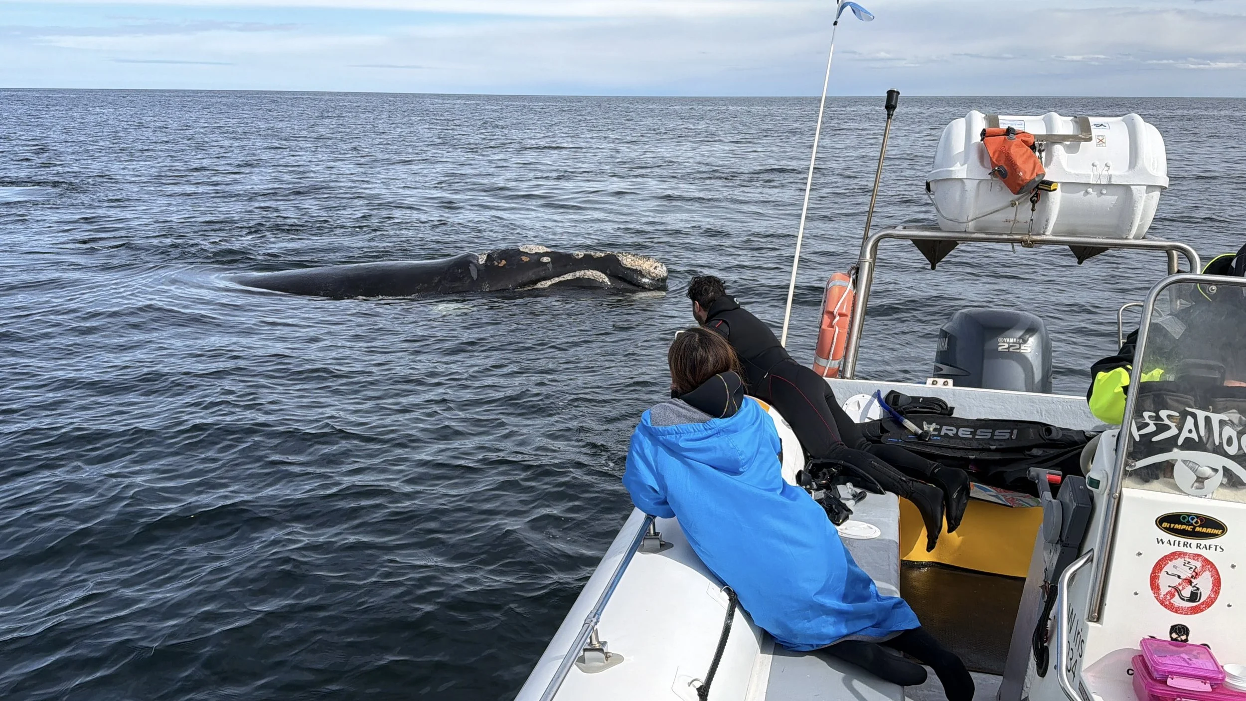 Southern right whale (Eubalaena australis) swimming off the coast of Península Valdés in Patagonia, Argentina.