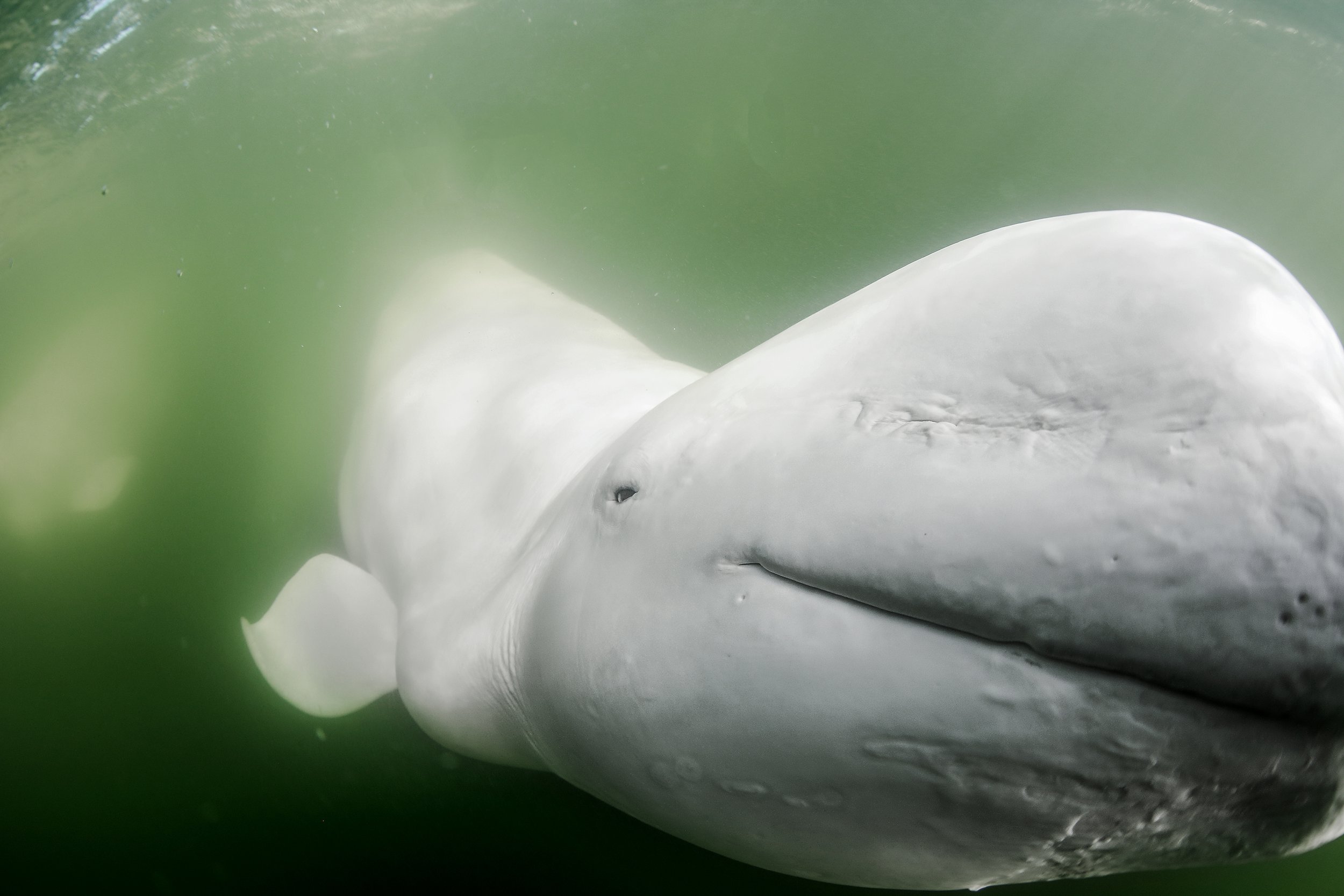 Ceta Base - Maris, a beluga, died on October 22nd, 2015 at