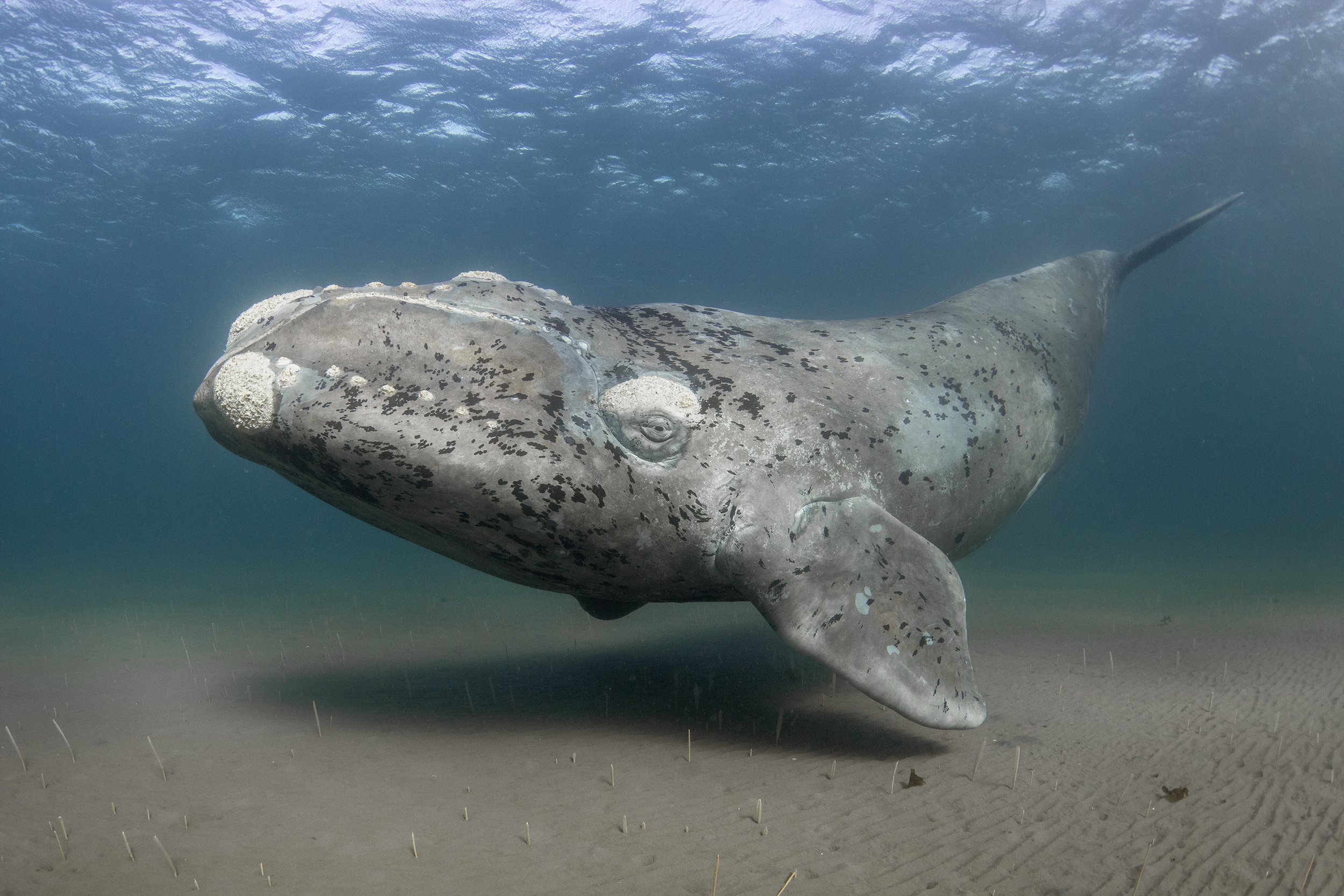 right whale 10 .JPG