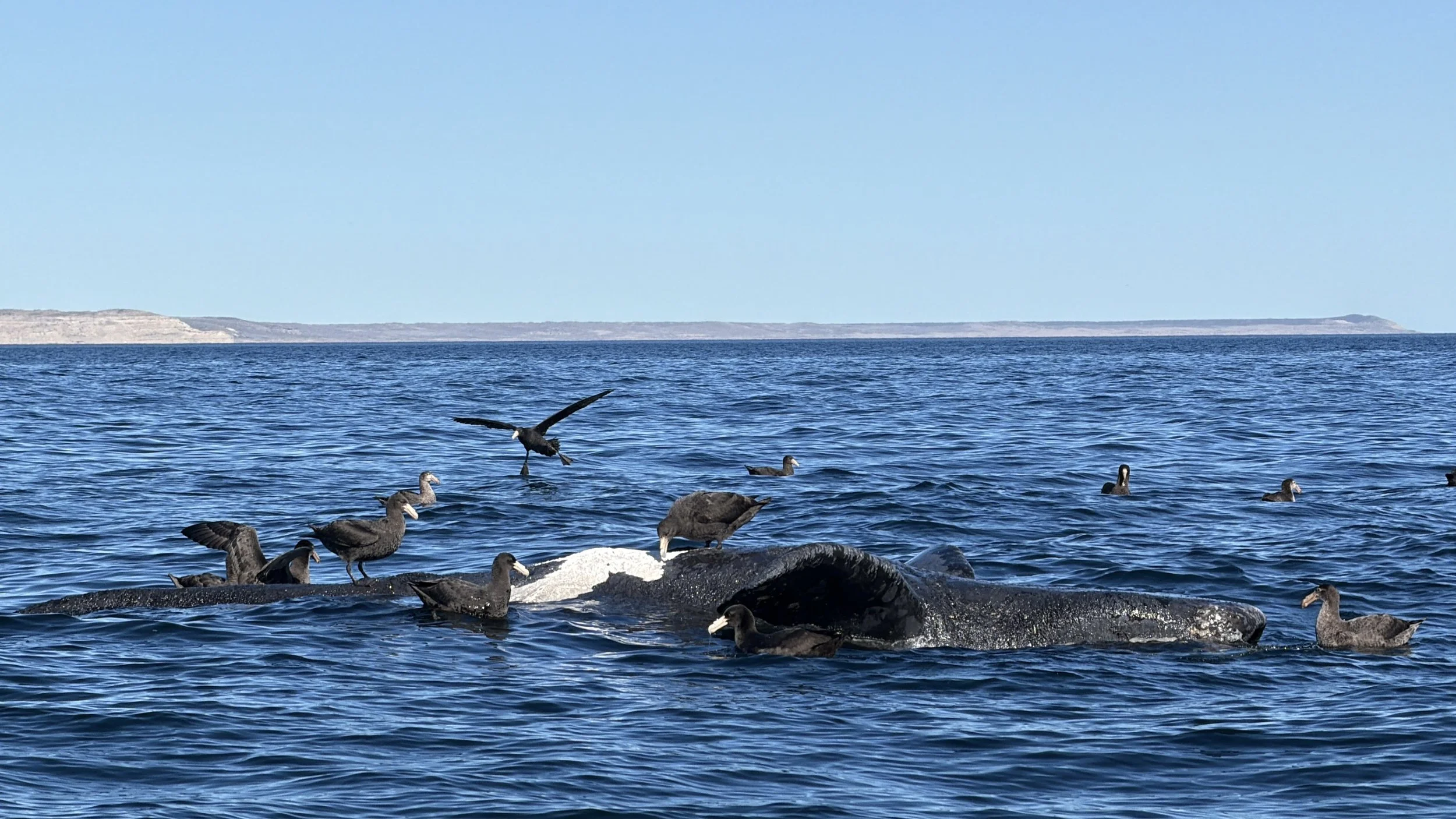 Giant petrels gathered around a dead southern right whale calf near Puerto Pirámides.