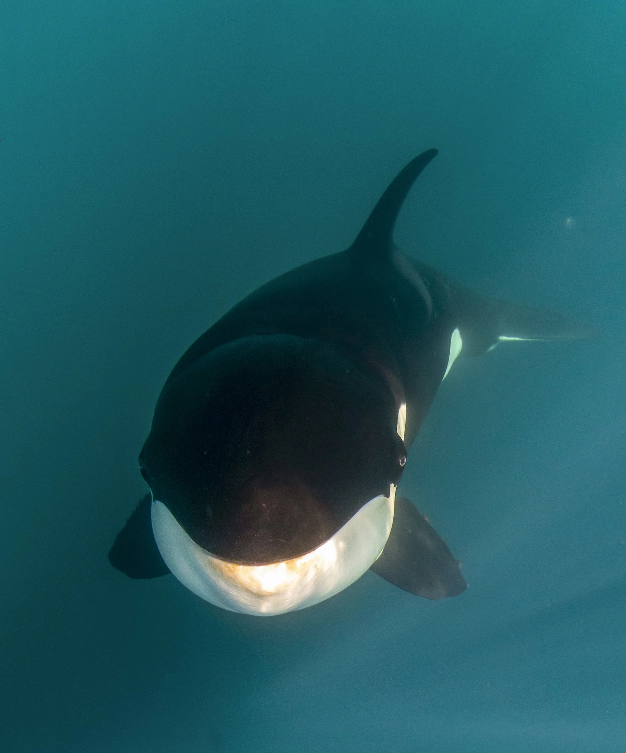 Orca Diving off Baja Mexico — SDM Diving