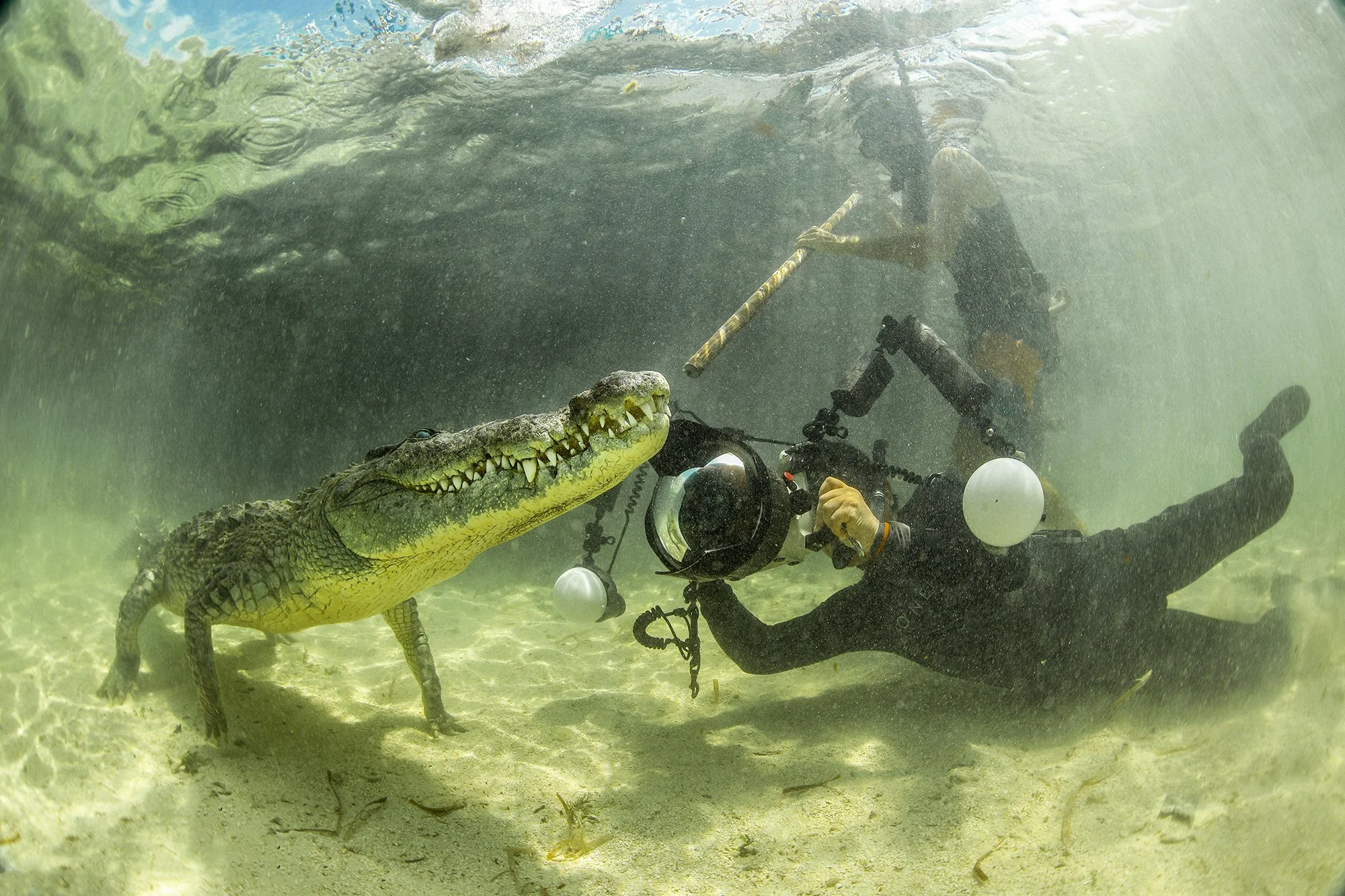 Crocodile Diving off Banco Chinchorro, Mexico — SDM Diving