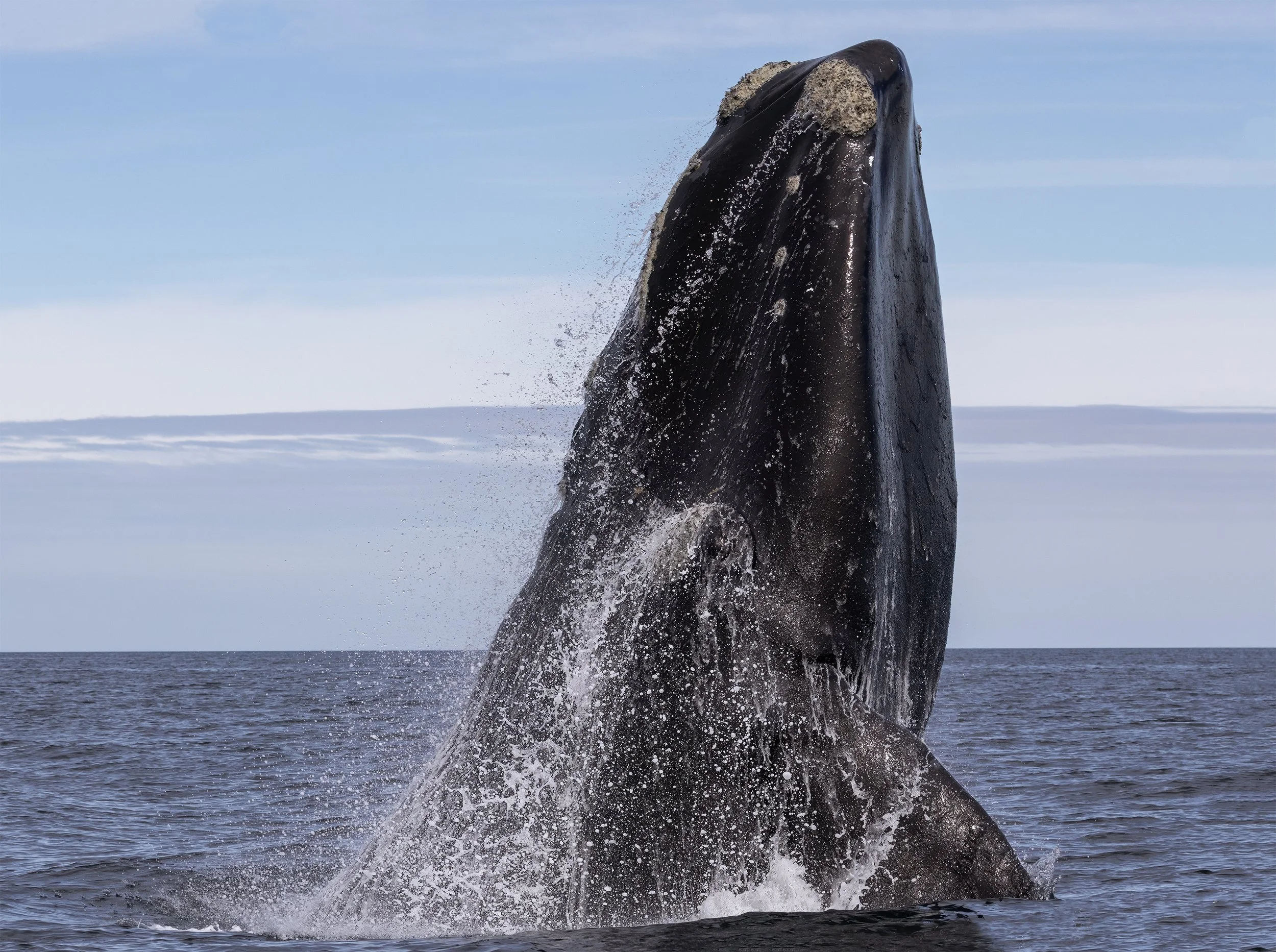 Southern right whale (Eubalaena australis) swimming off the coast of Península Valdés in Patagonia, Argentina.