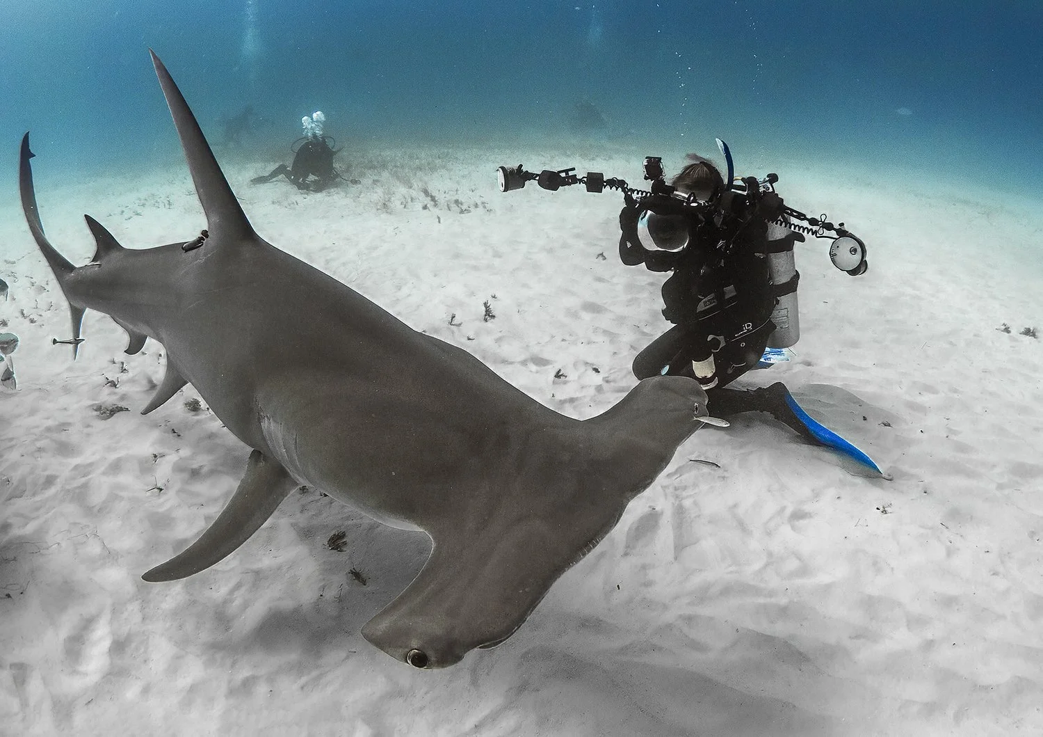 great hammerhead .jpg