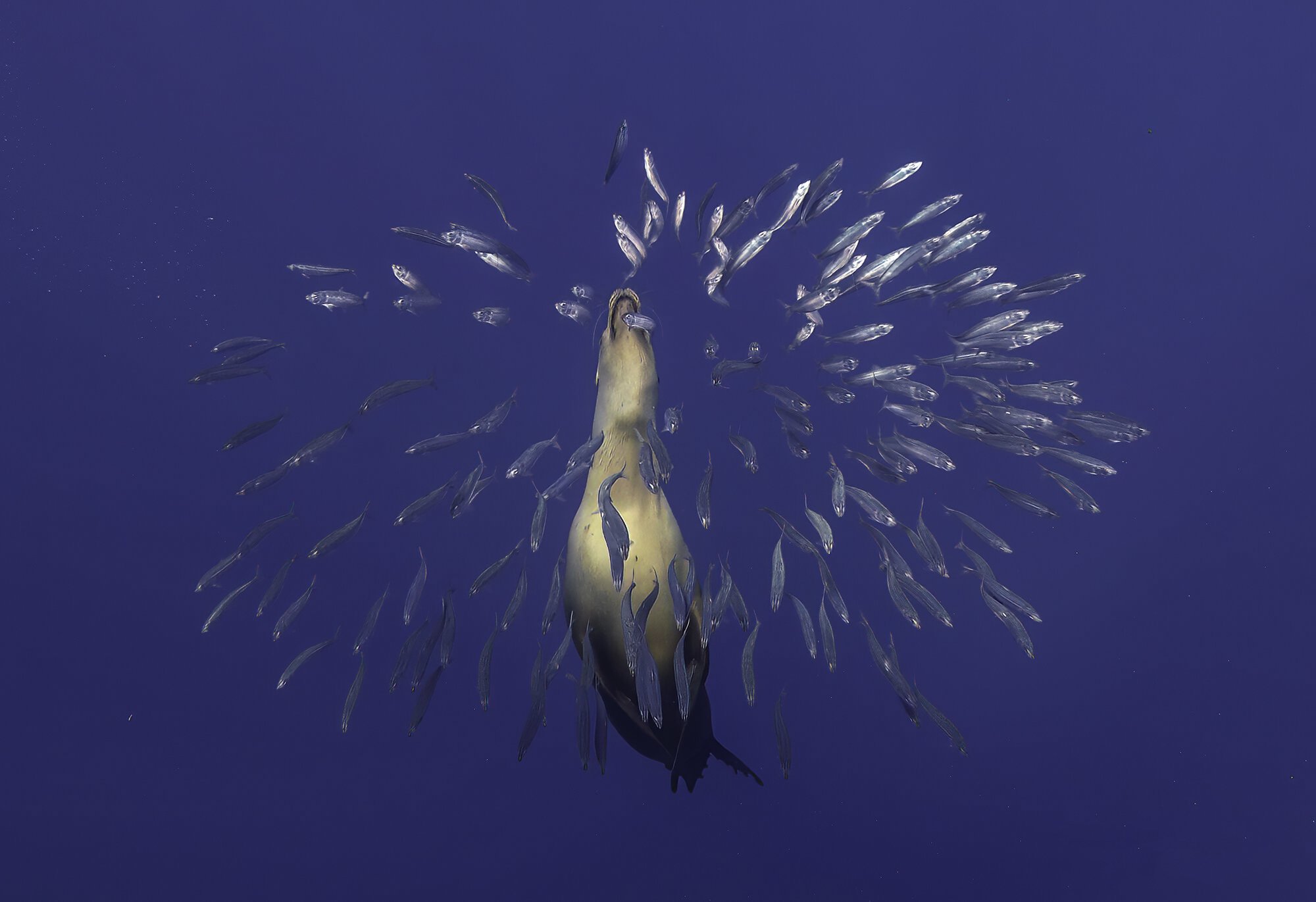 A California sea lion (Zalophus californianus) charges into a tightly packed sardine baitball in Magdalena Bay, Mexico.