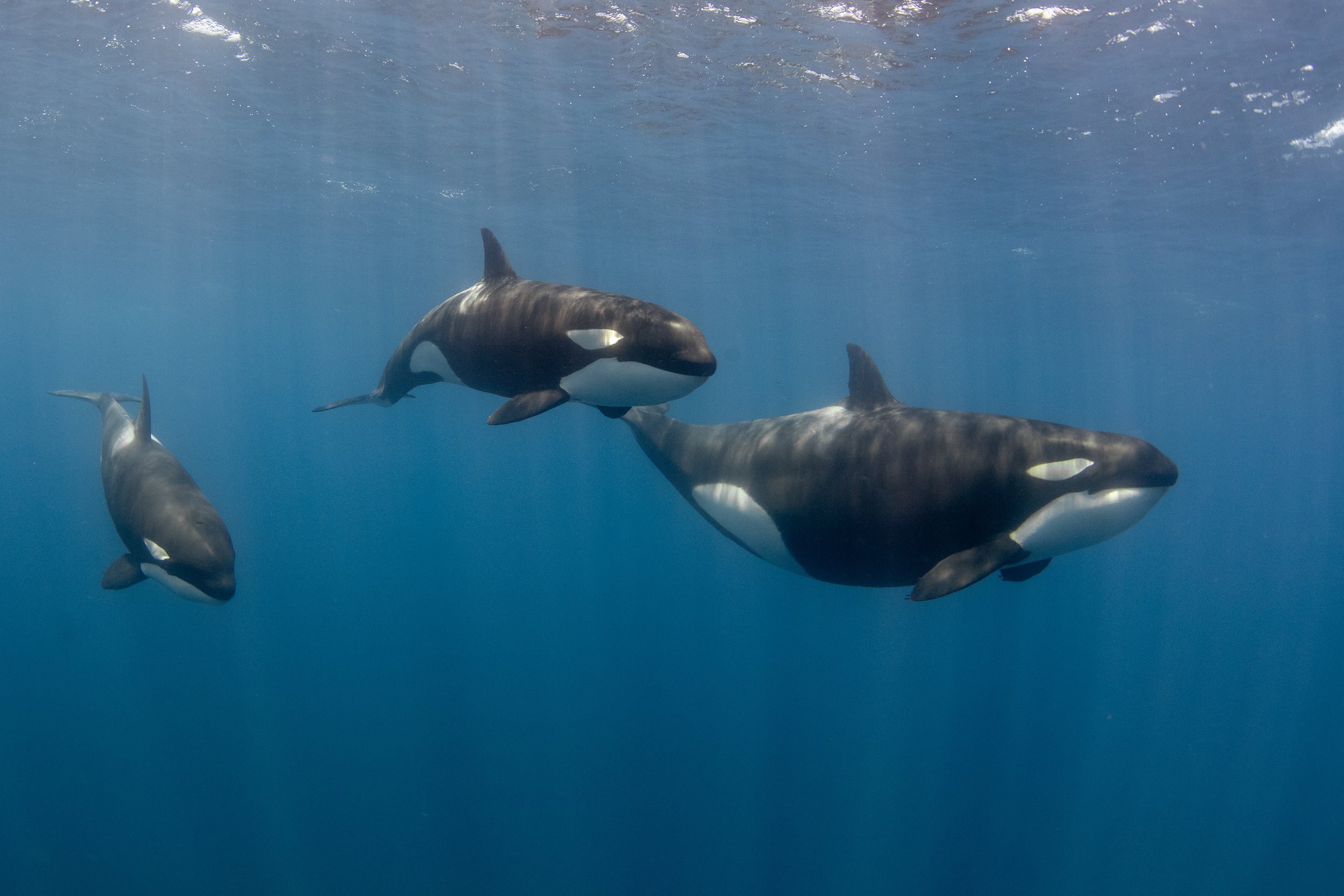 Scuba Diving With Killer Whales