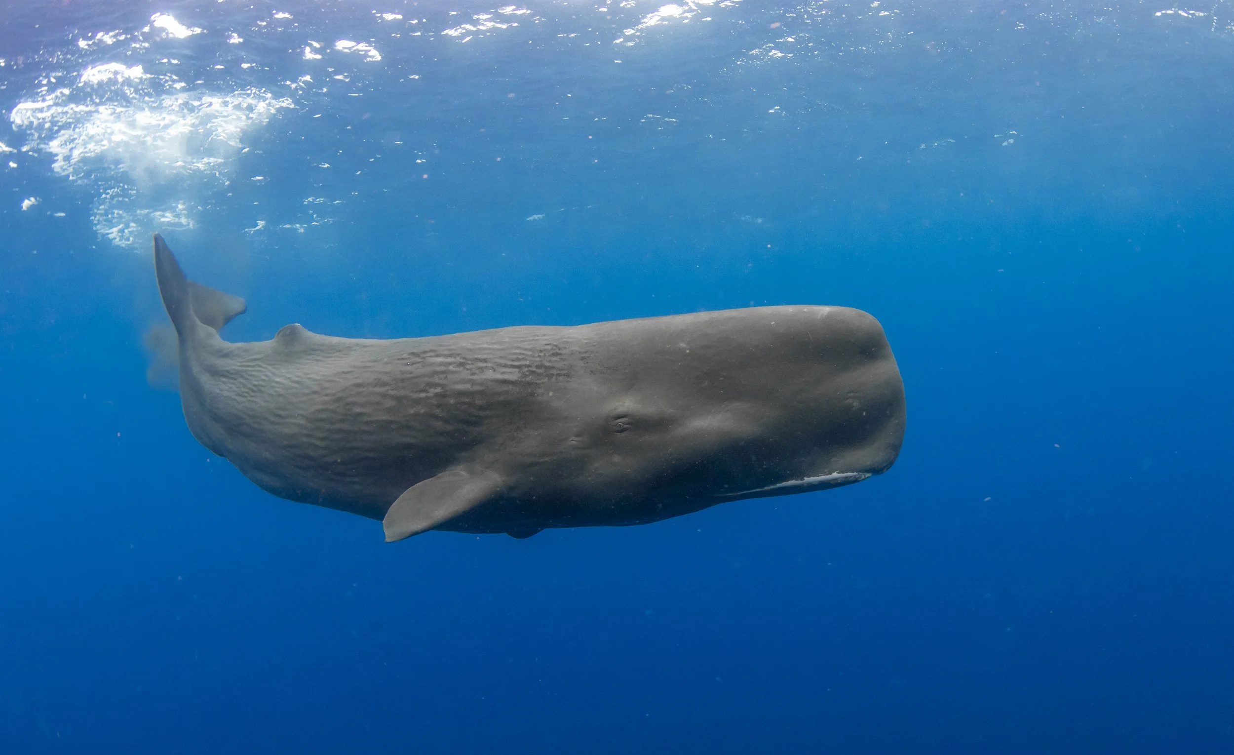 Sperm Whales