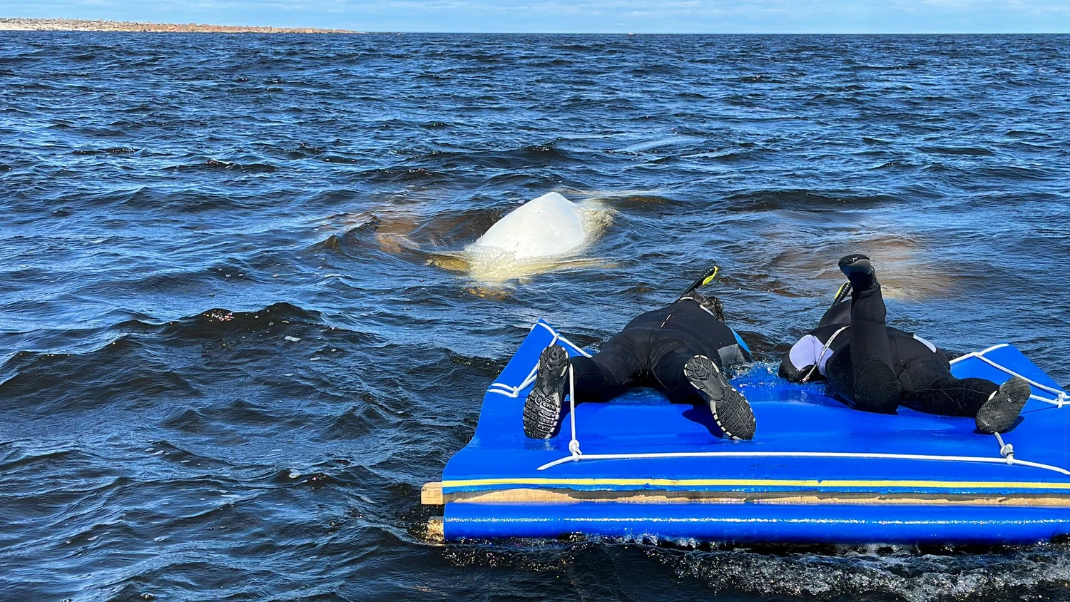 Beluga whales Diving and Polar Bears Expedition. — SDM Diving