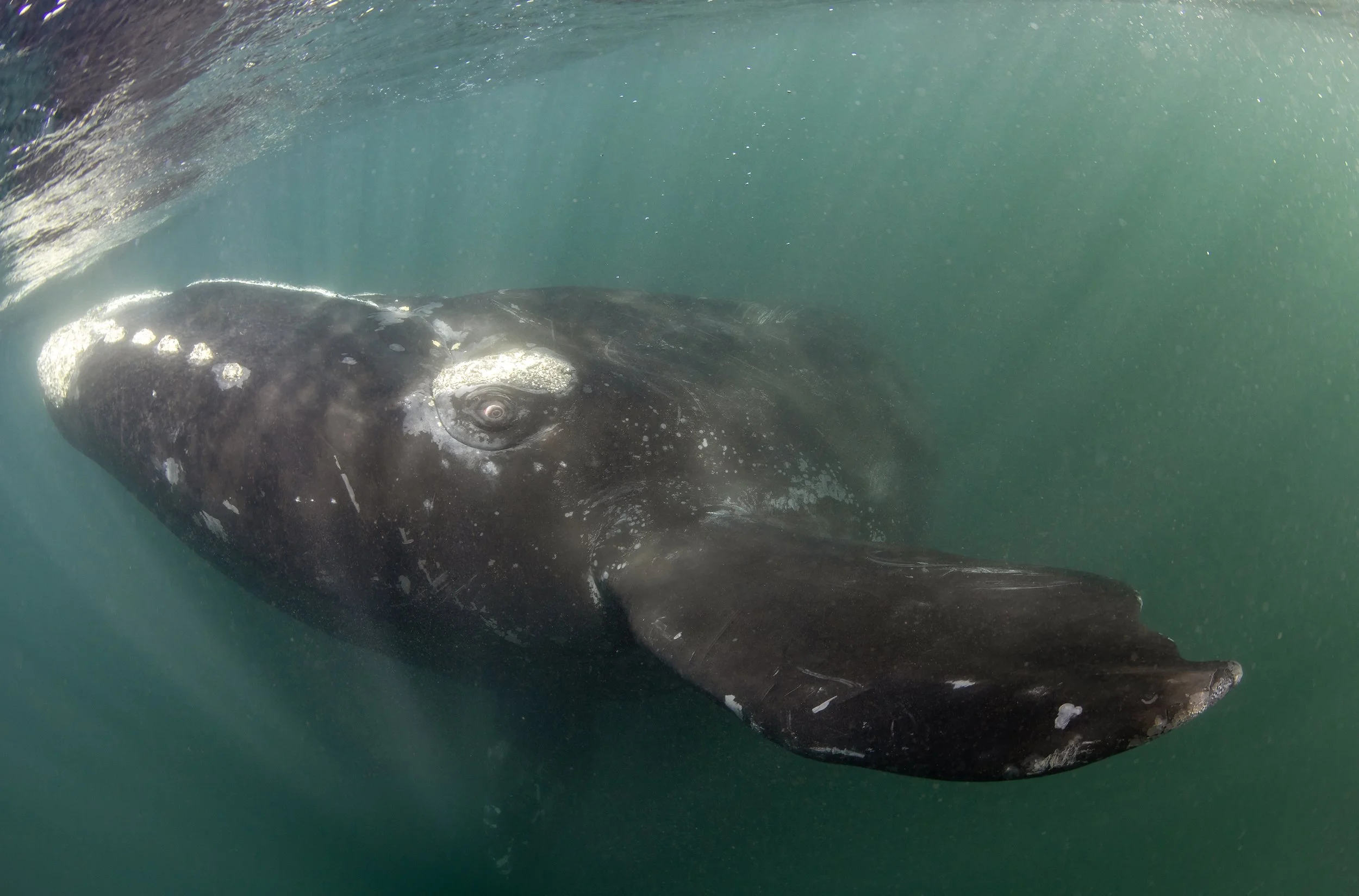 Southern right whale (Eubalaena australis) swimming off the coast of Península Valdés in Patagonia, Argentina.