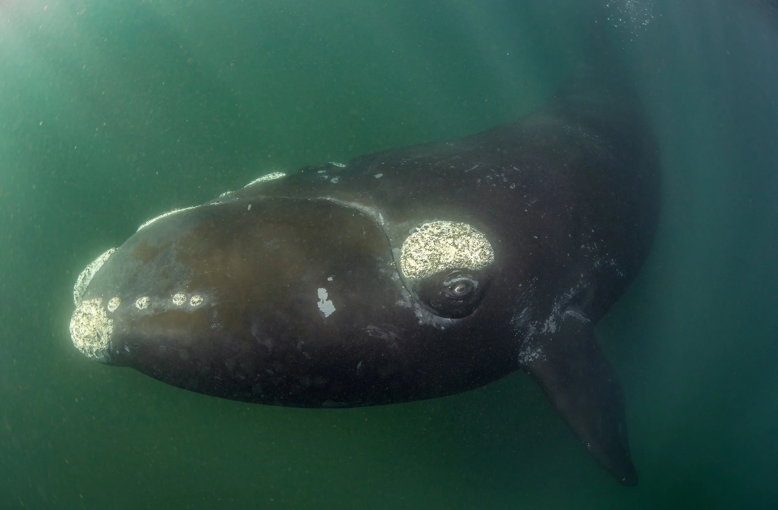 Southern right whale (Eubalaena australis) swimming off the coast of Península Valdés in Patagonia, Argentina.