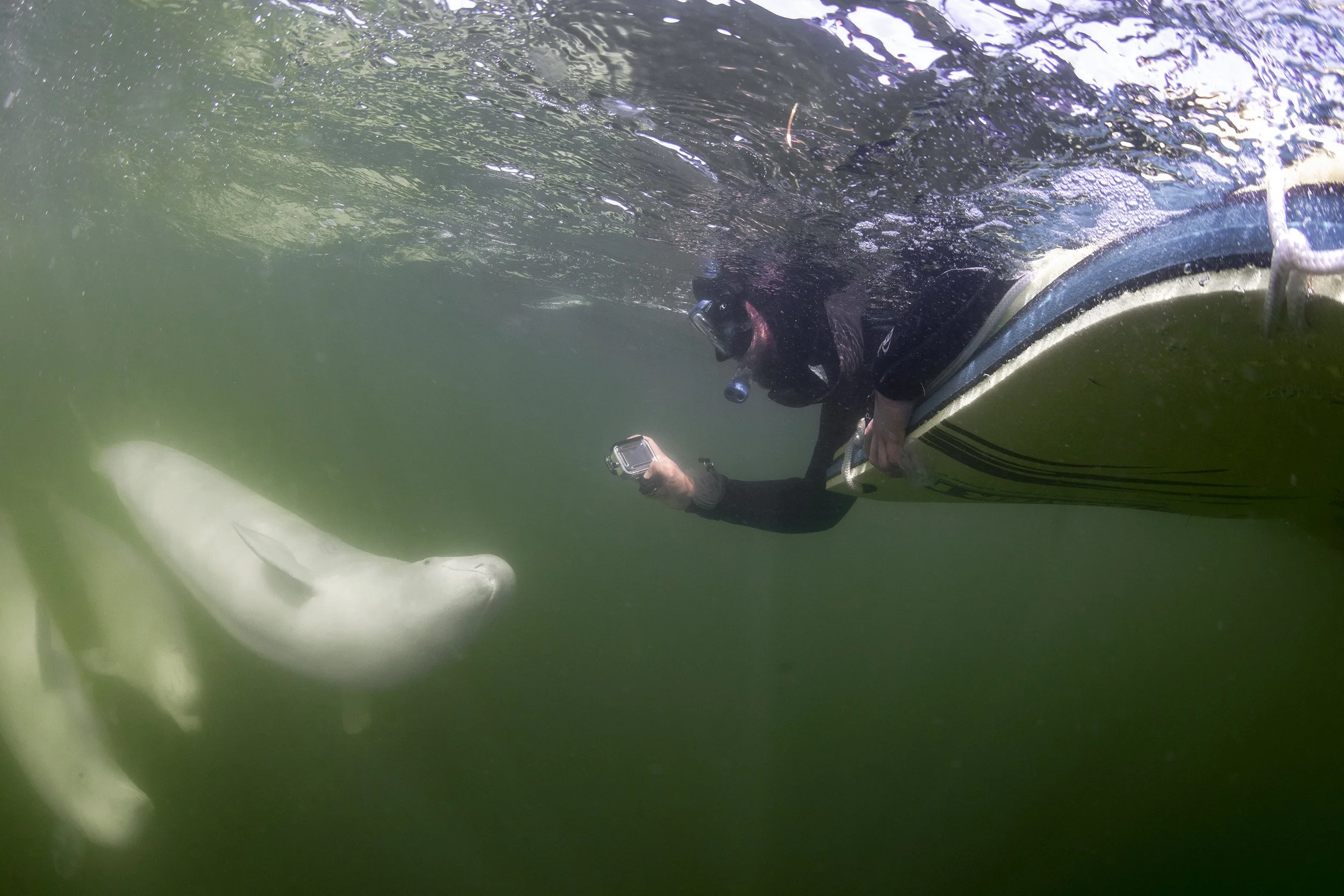 Beluga whales Diving and Polar Bears Expedition. — SDM Diving