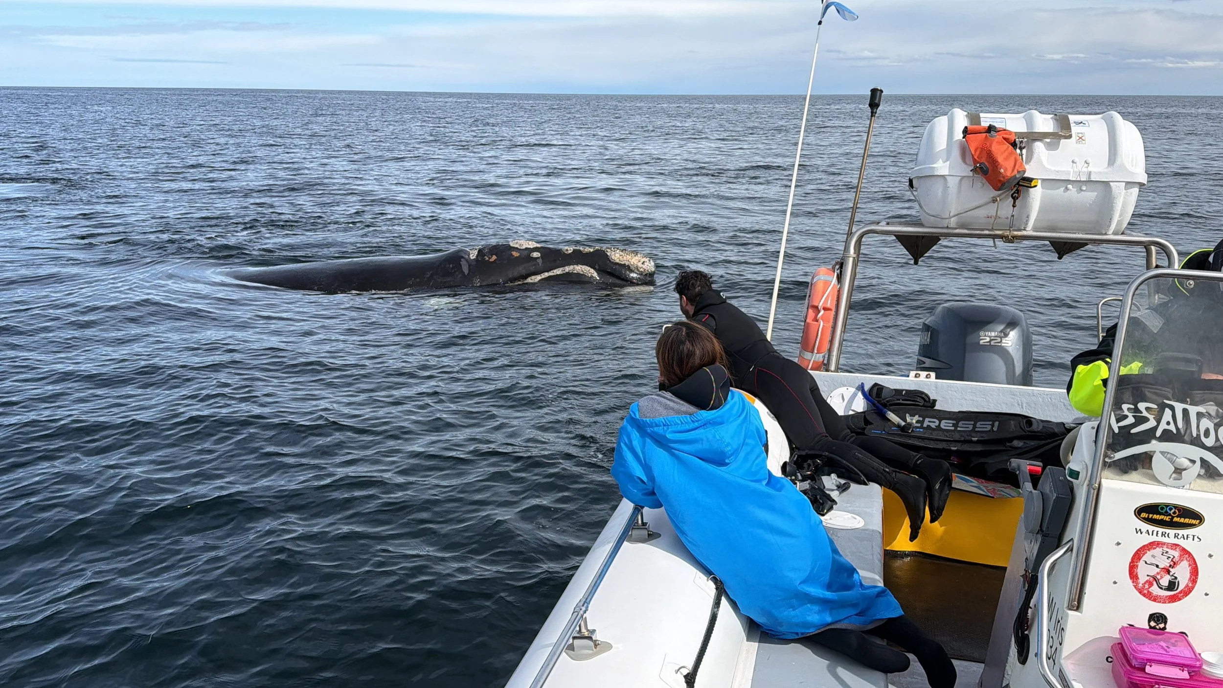 Southern right whale (Eubalaena australis) swimming off the coast of Península Valdés in Patagonia, Argentina.