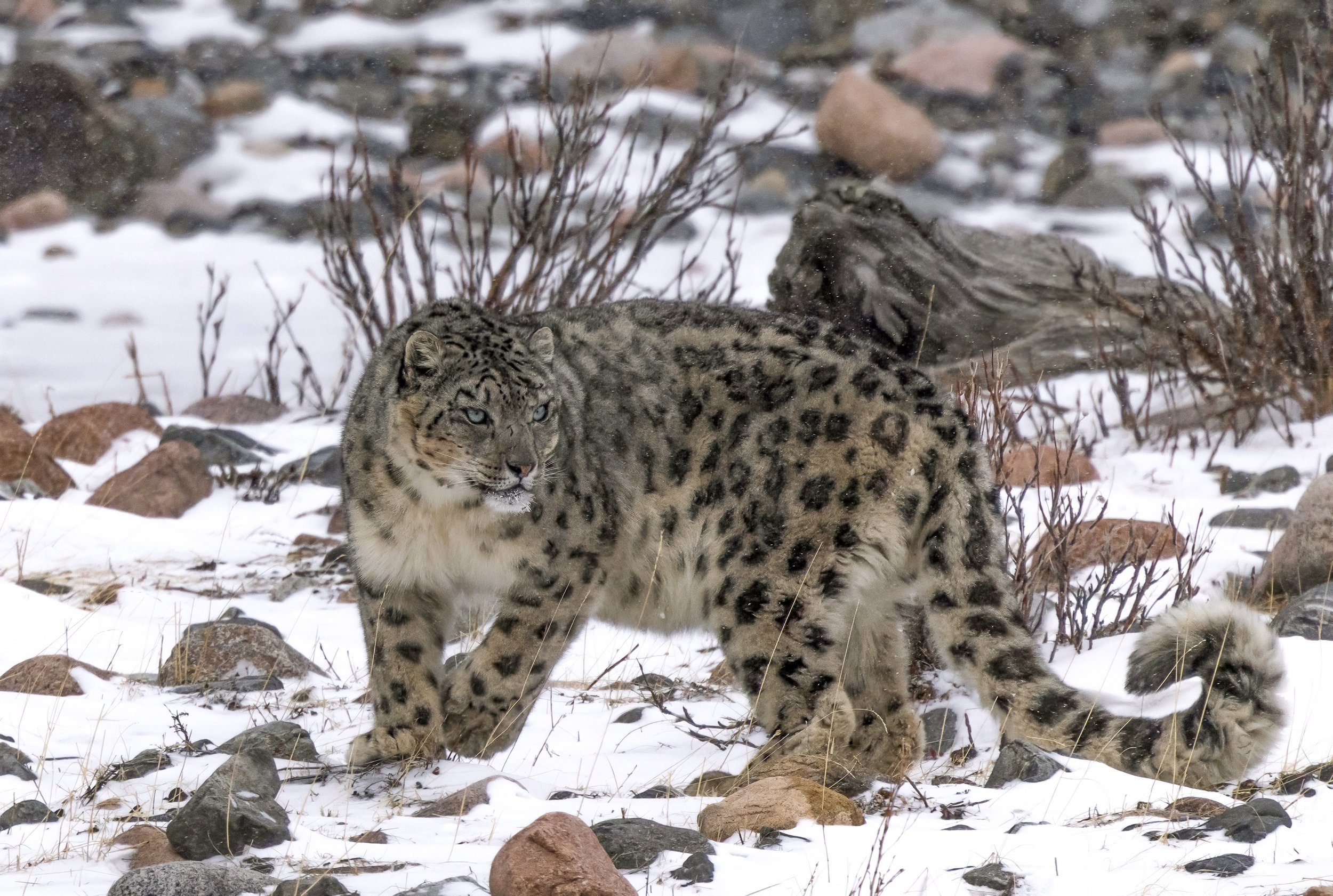 snow leopard photography.JPG