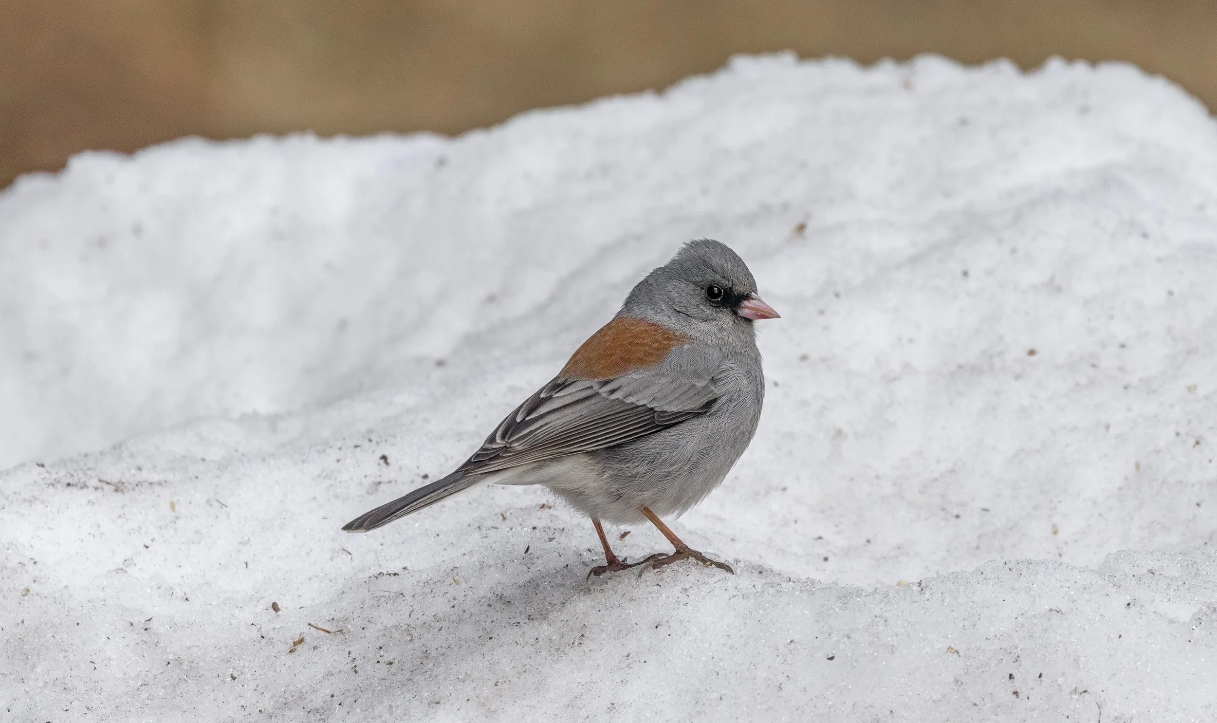 Gray-headed Dark-eyed Junco perched in Purgatory, Colorado