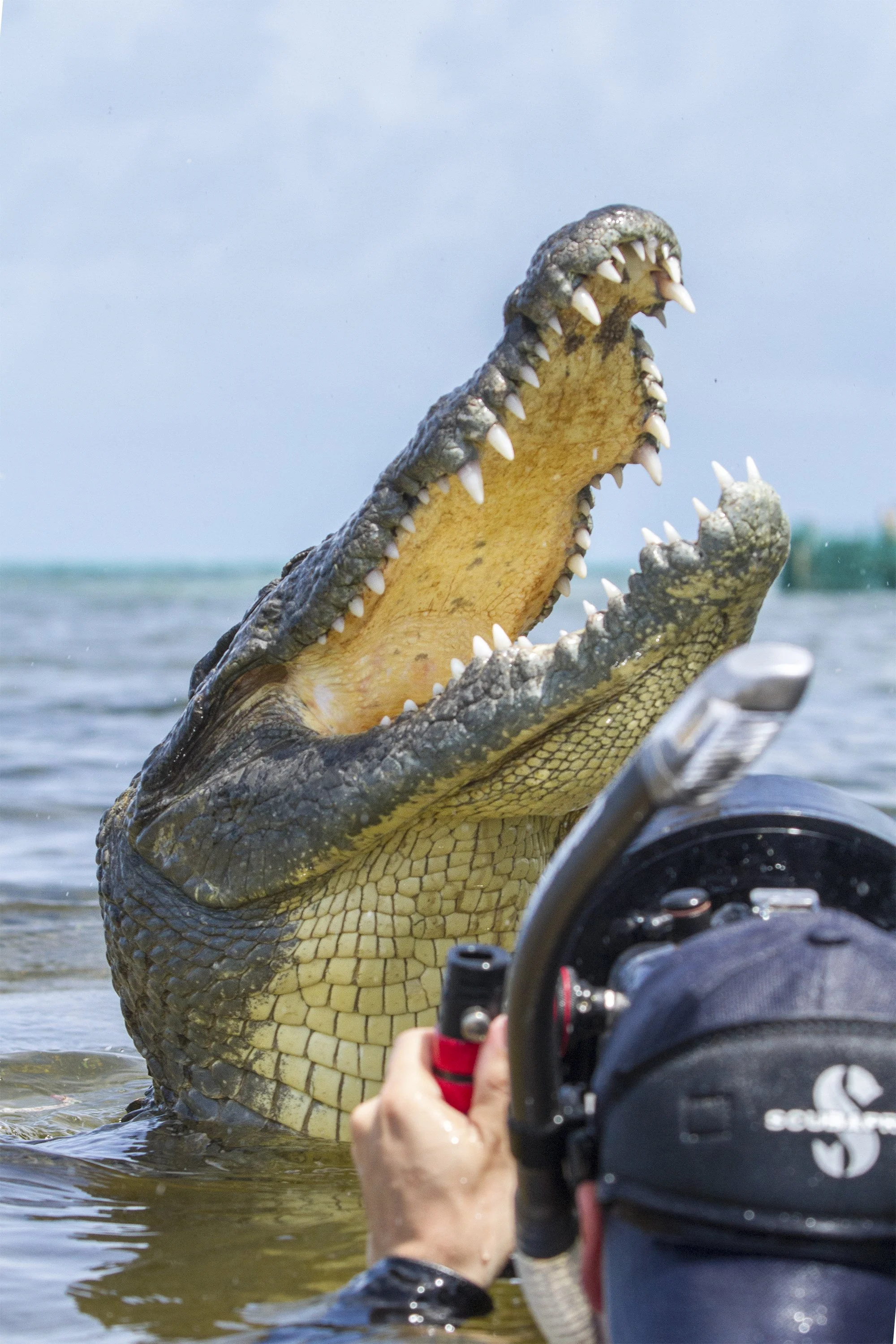 Crocodile Diving off Banco Chinchorro, Mexico — SDM Diving