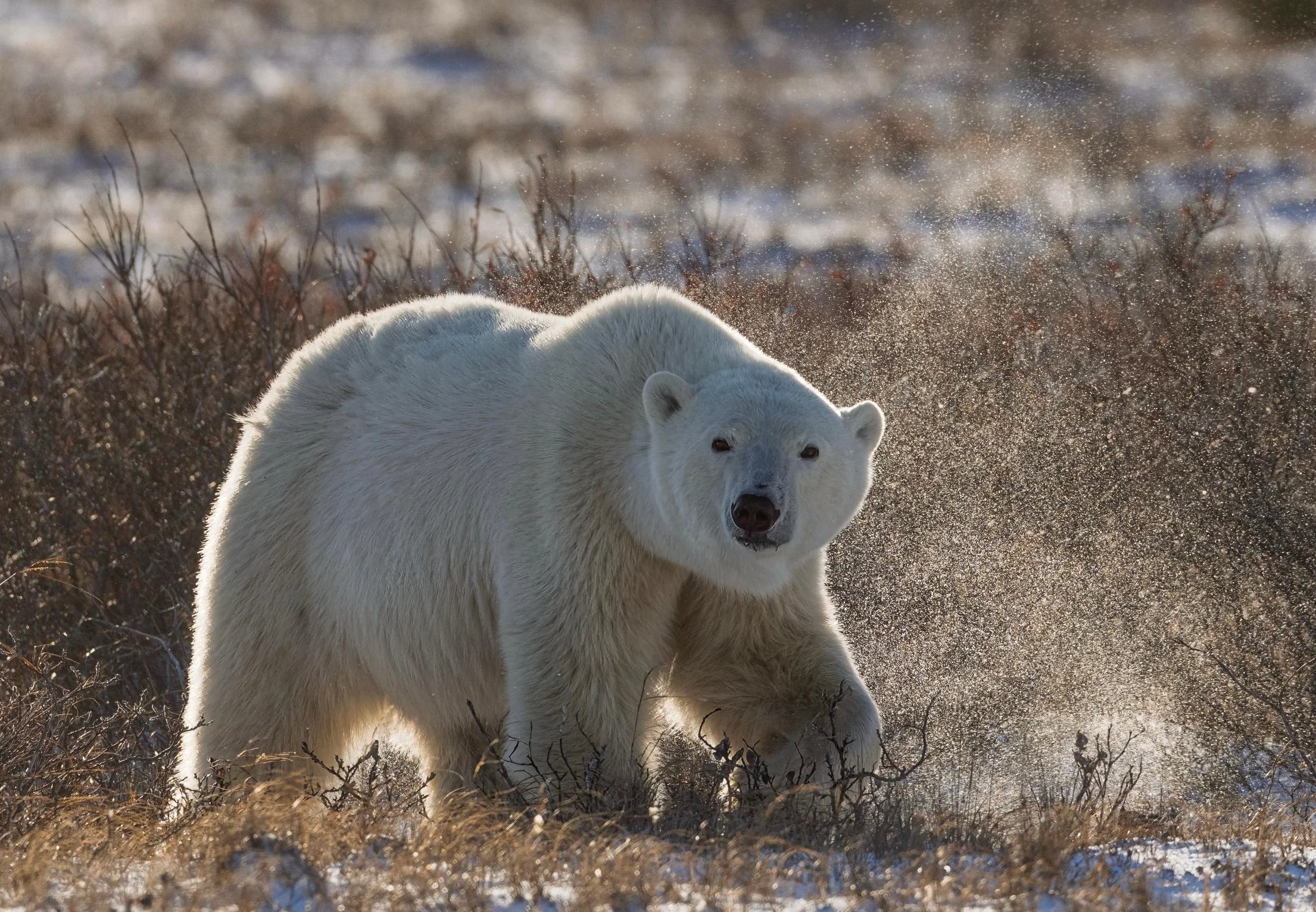 Churchill Polar Bear Tour