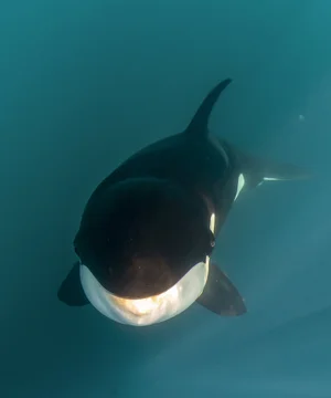 Are Orcas Dangerous? What I Learned in the Watertem_title% – Wildlife ...