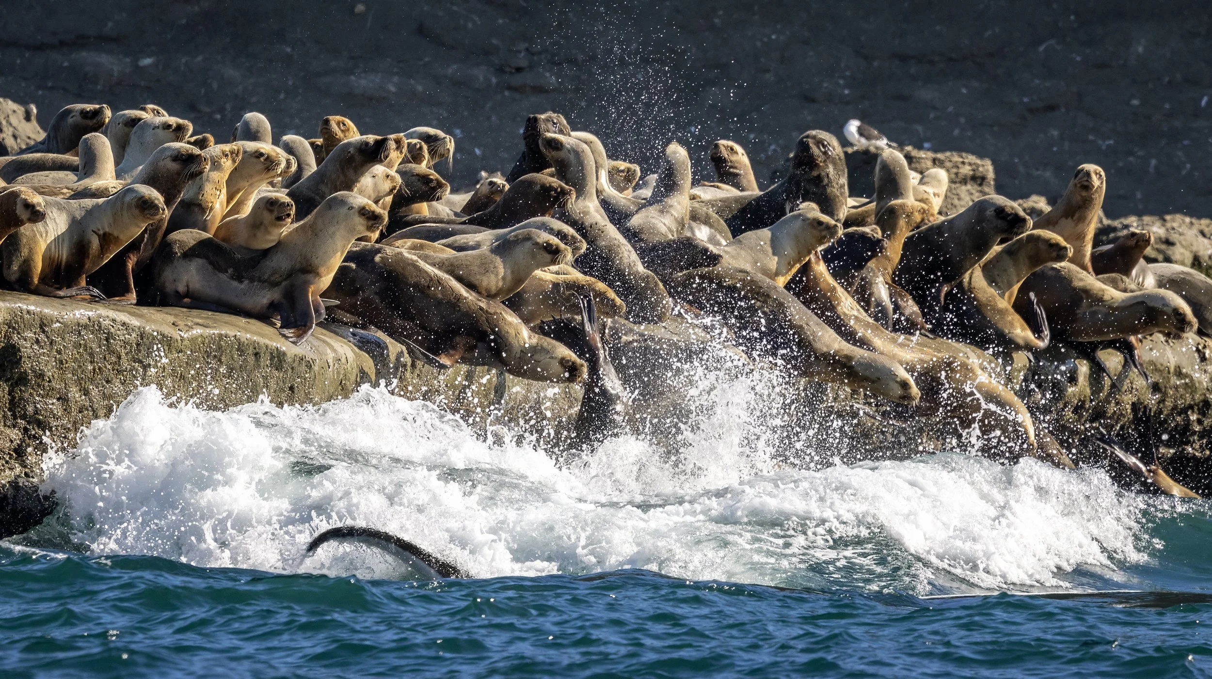 Orca (Orcinus orca) hunting sea lions off Península Valdés in Patagonia, Argentina.