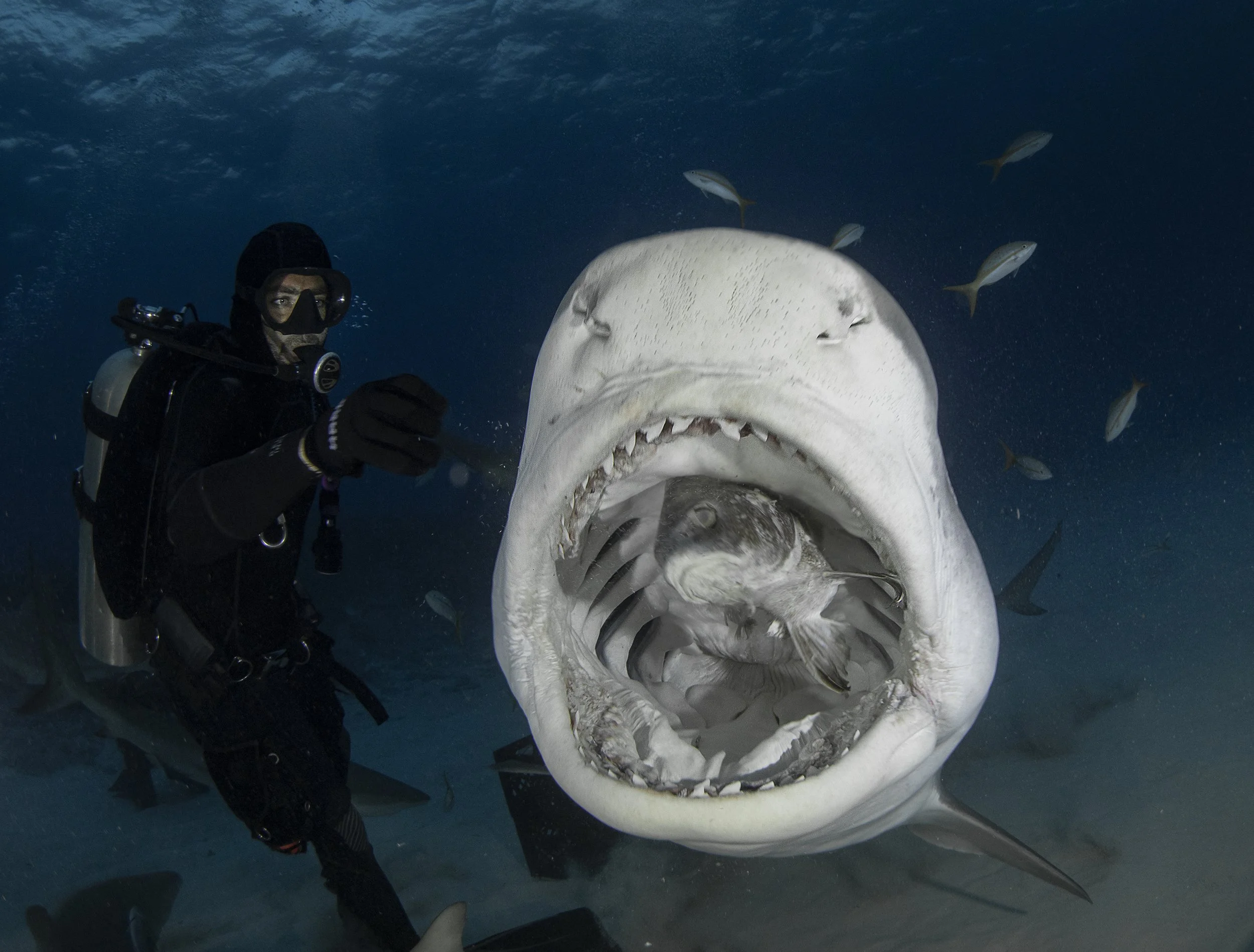 Scuba Diving with Tiger Sharks and Great Hammerhead in the Bahamas