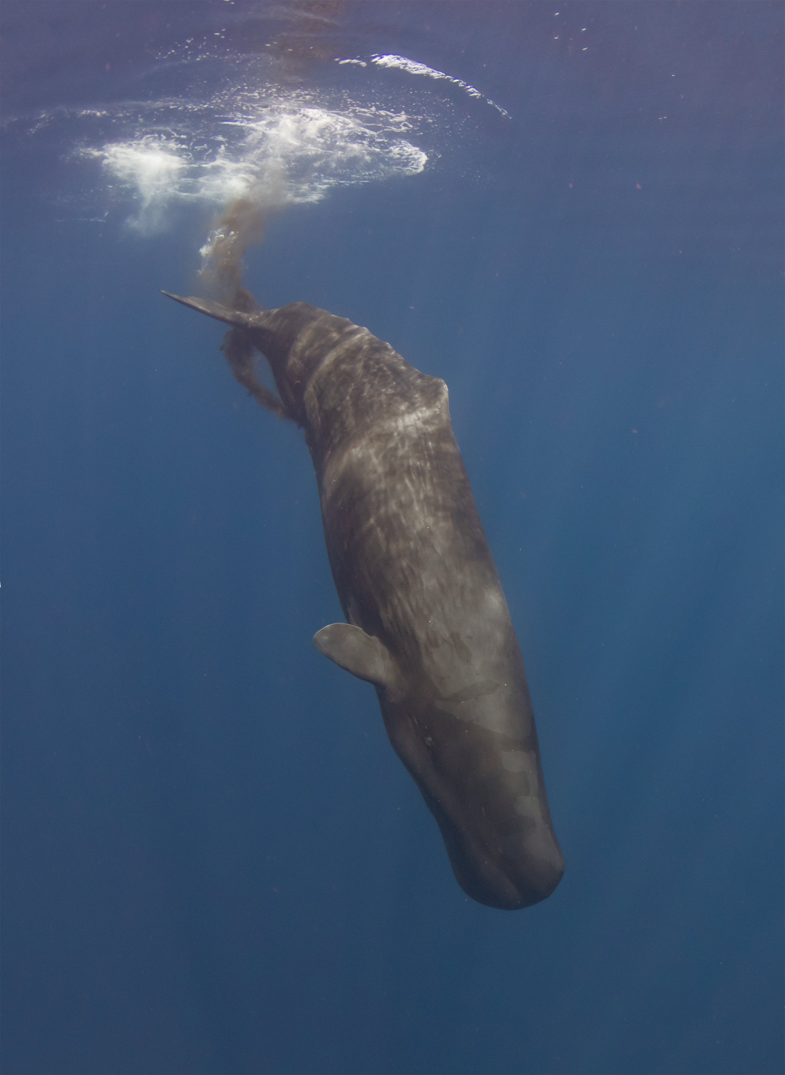 sperm whale diving — Wildlife Travel and Photography Blog — SDM Diving