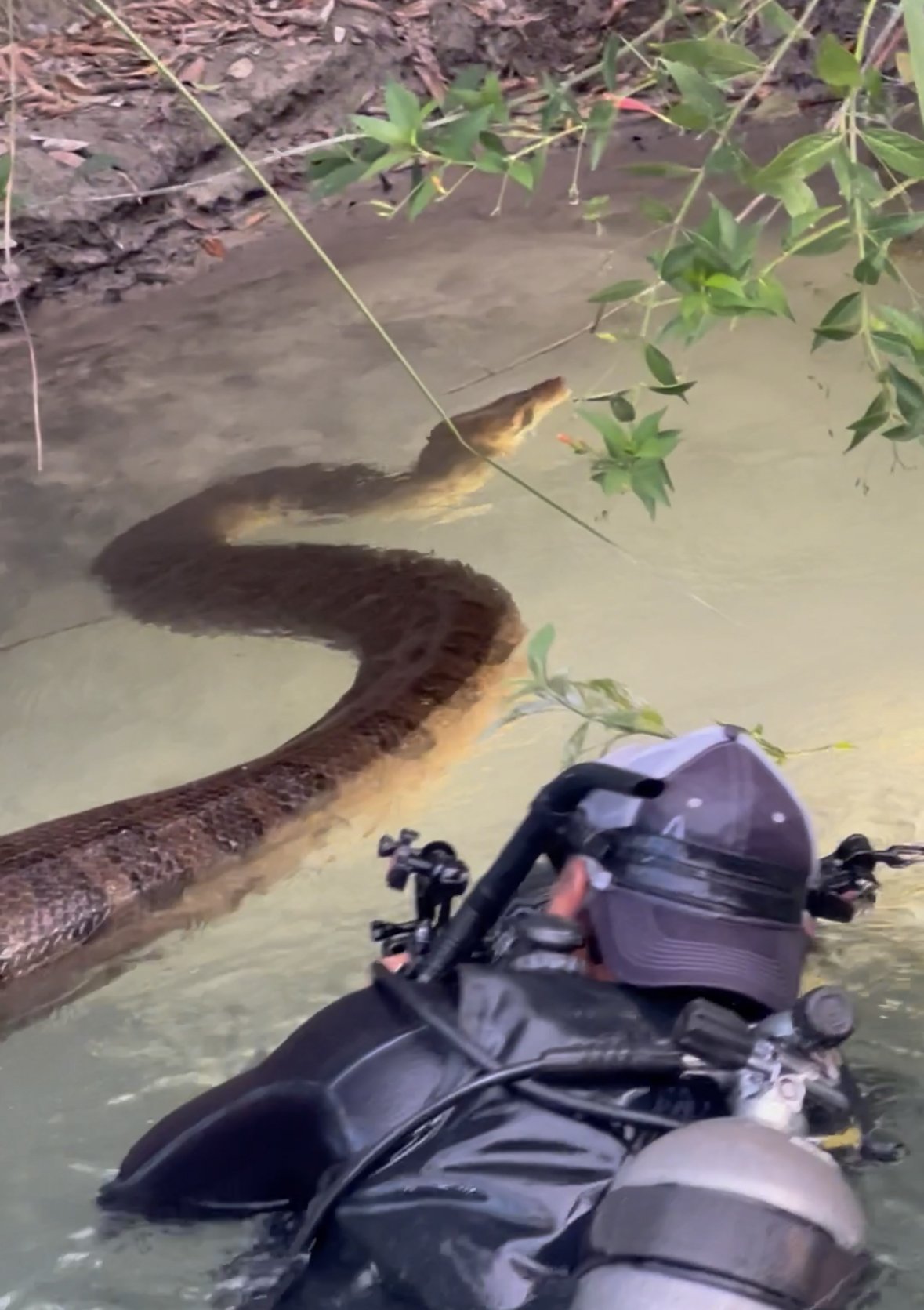 anaconda diving — Wildlife Travel and Photography Blog — SDM Diving