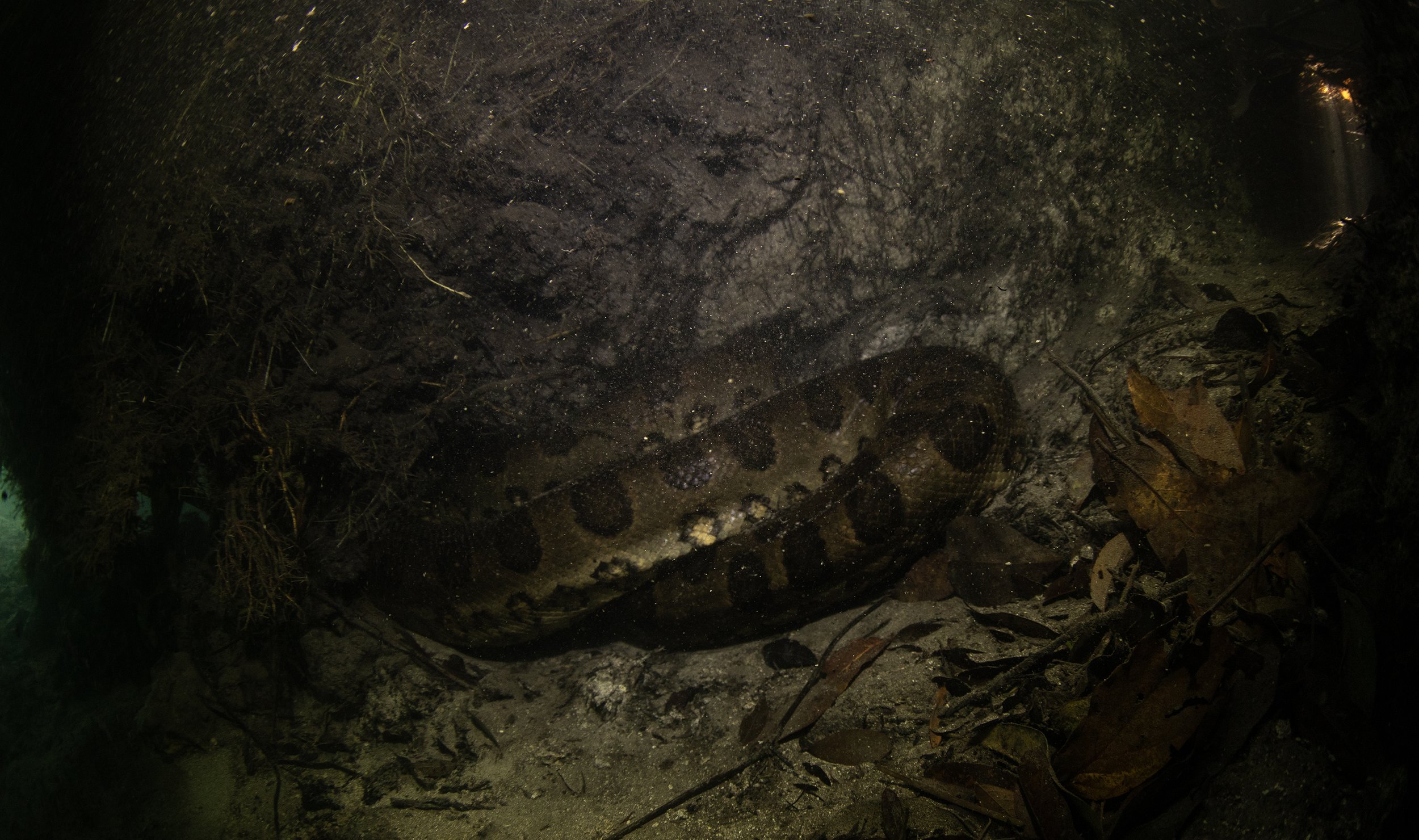 anacondas — Wildlife Travel and Photography Blog — SDM Diving