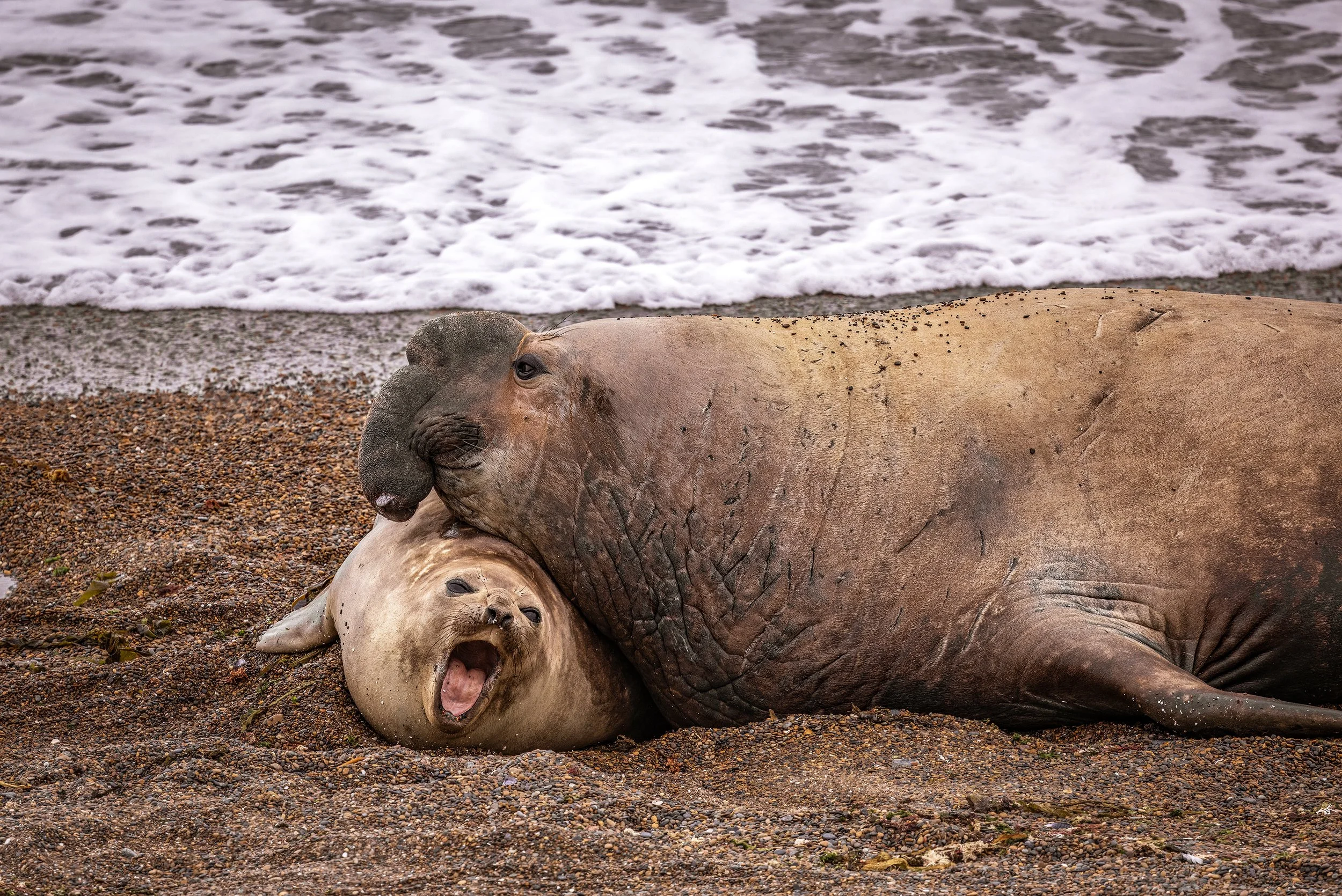 elephant seal 3.jpg