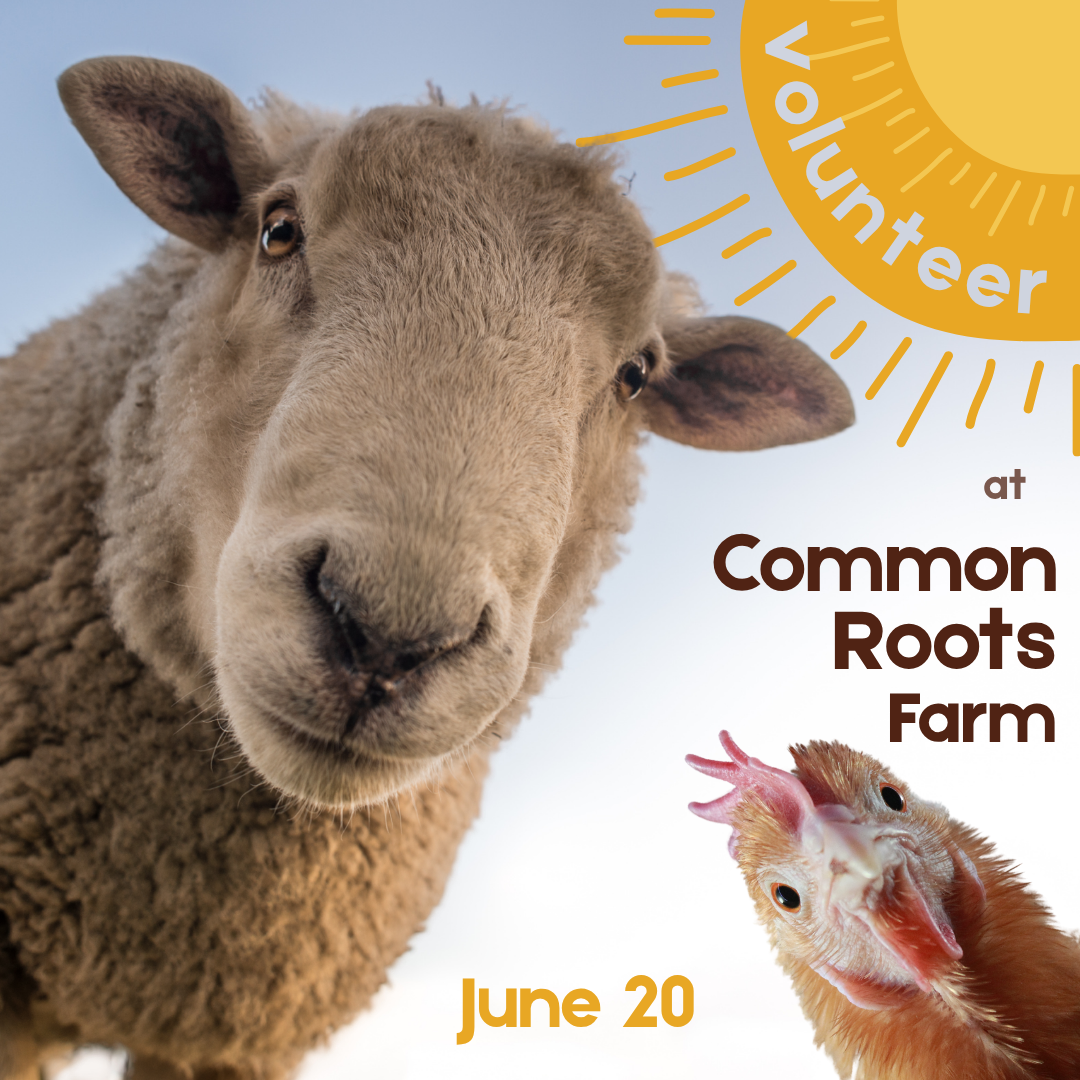 Volunteer at Common Roots Farm