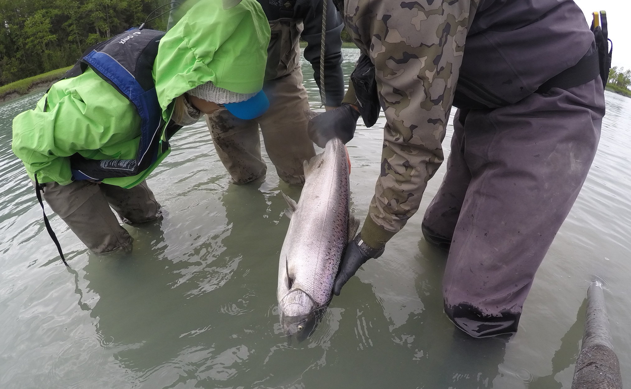 King Salmon on the FLY in Alaska! 