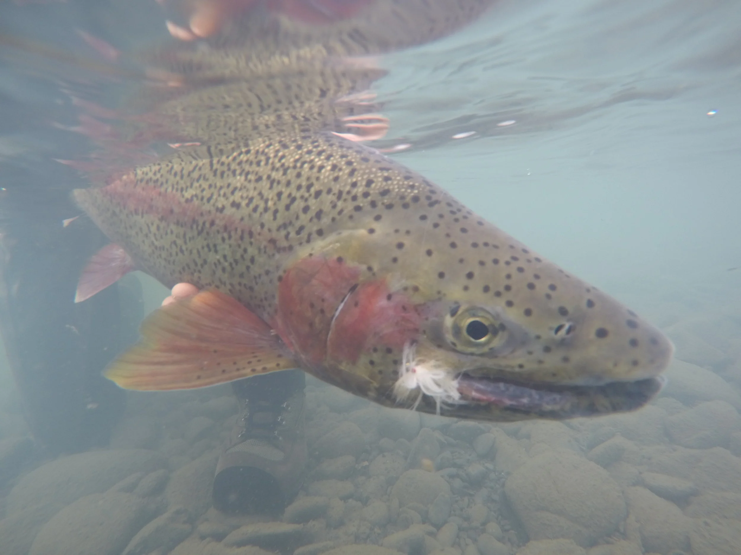HOW TO TIE AN EASY FLESH FLY FOR ALASKA