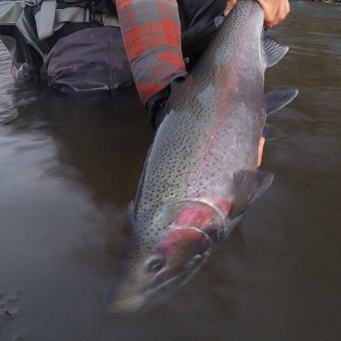 STEELHEAD