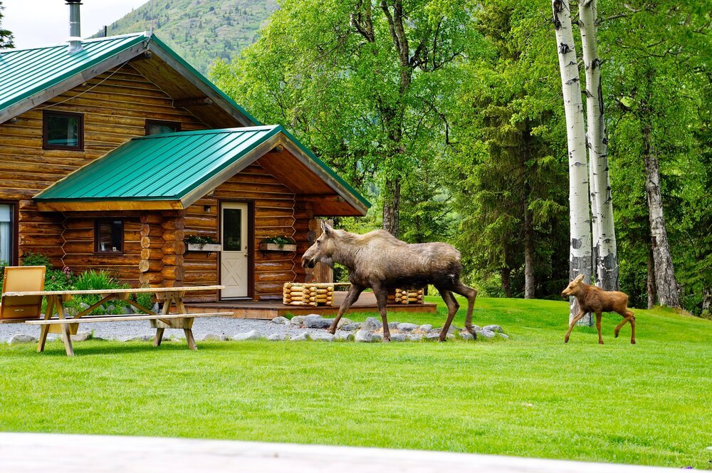 Main Lodge Moose.jpeg