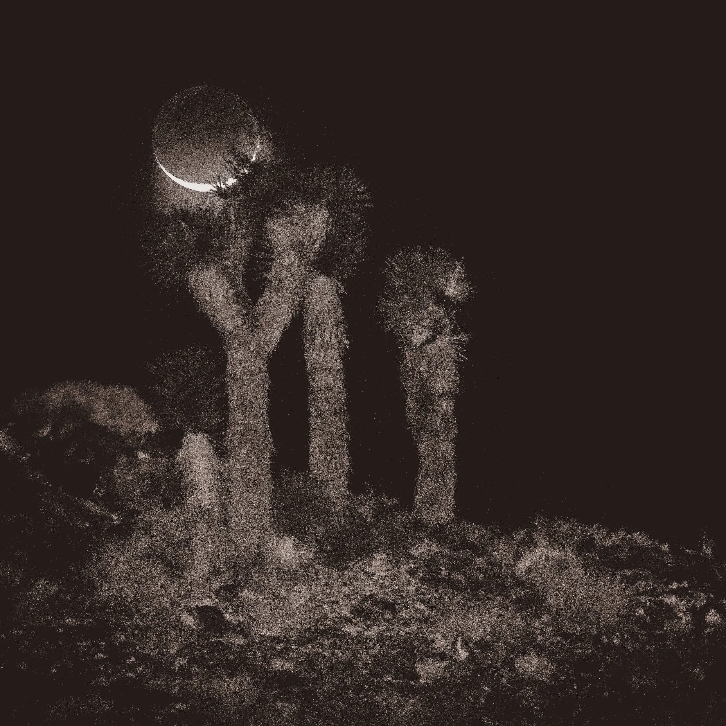 Crescent Light Over a Dusty Hilltop Gathering of Joshua Trees
