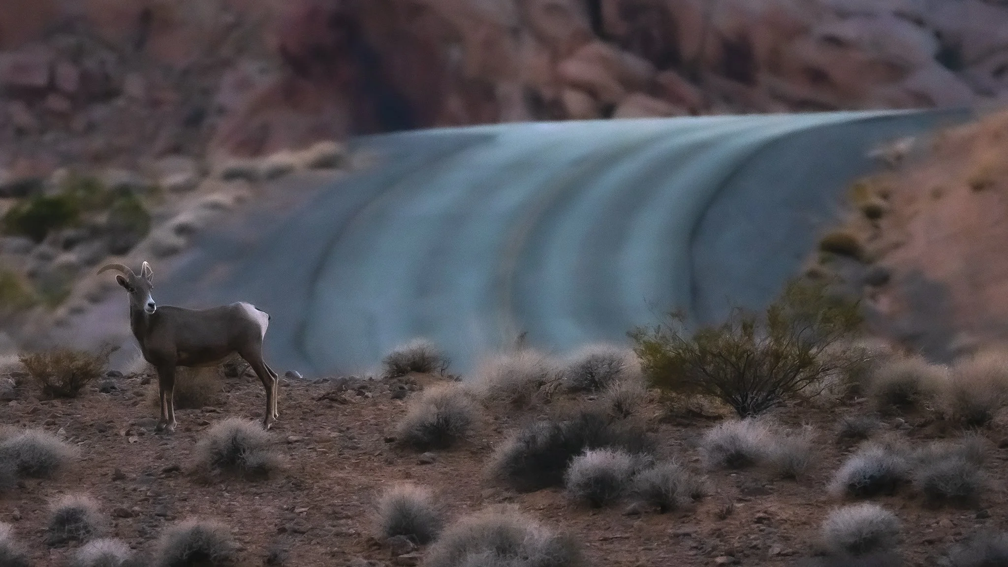 Ram at Dusk — Valley of Fire