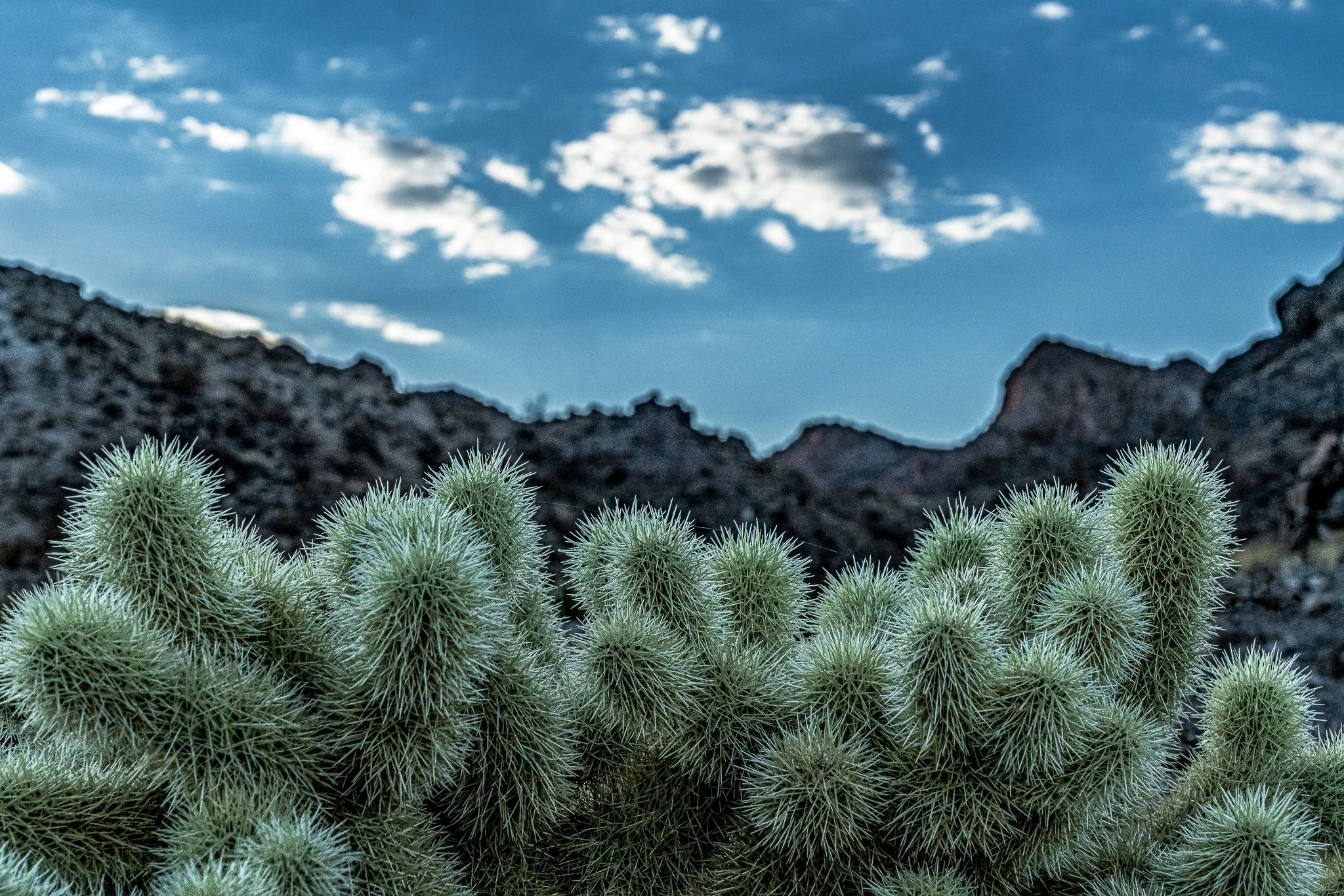 Cholla Focus — Nelson