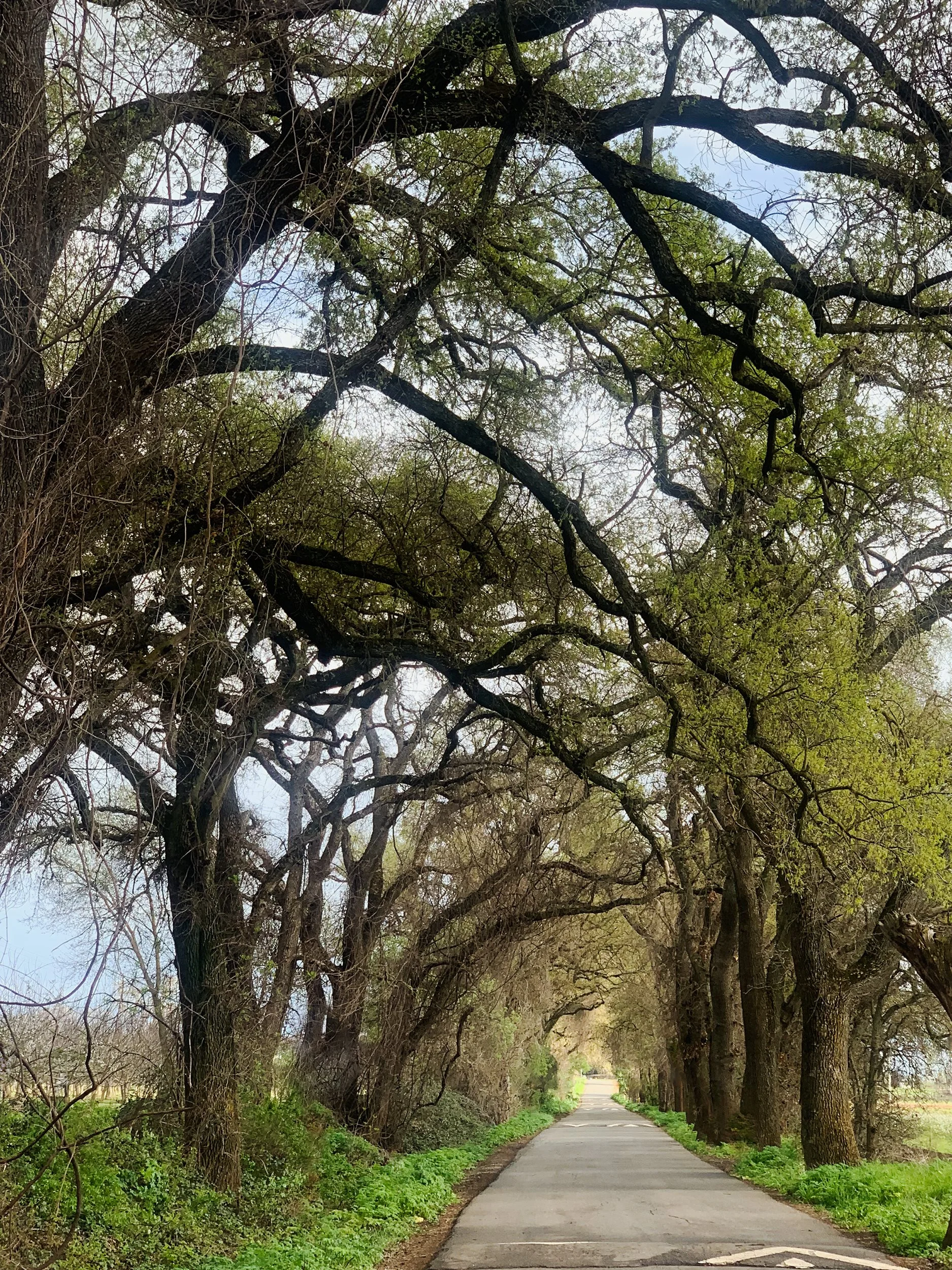 Detour of a Lifetime in a Northern Town 