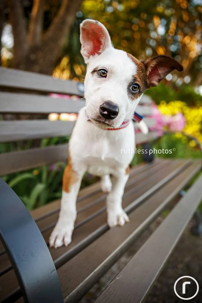 staffy5.jpg