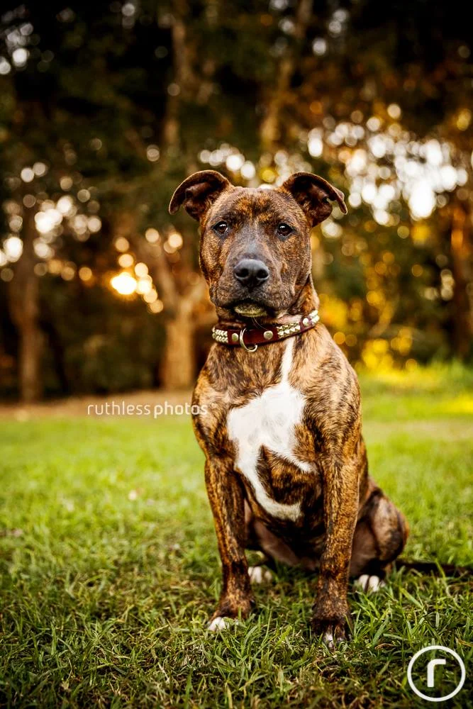 staffy9.jpg