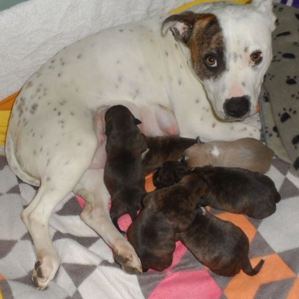 staffy-lily-mum-puppies.jpg