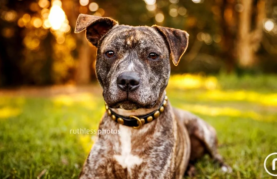 SAVING STAFFIES Saving Staffies Rescue