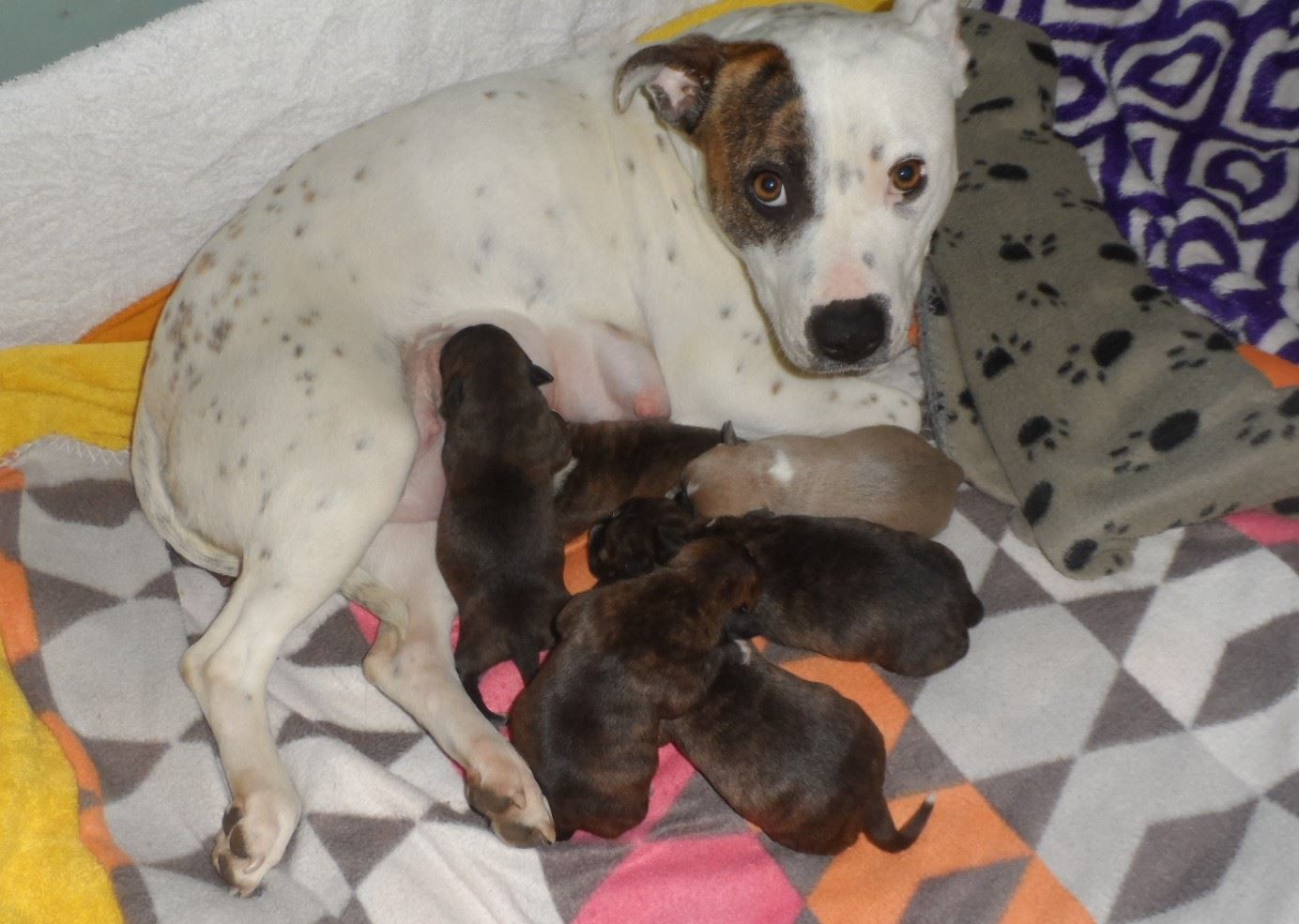 lilly_rescue_staffy_puppies.jpg
