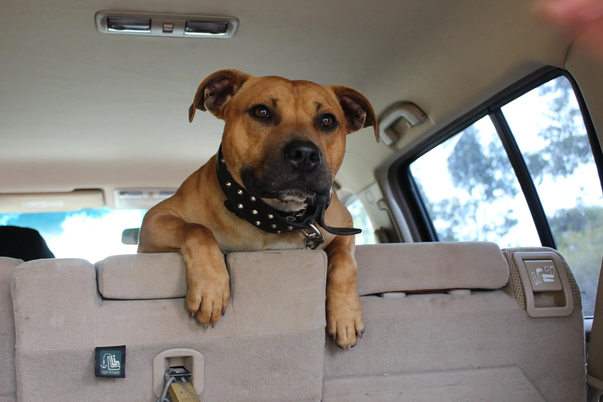 staffy banner.jpg
