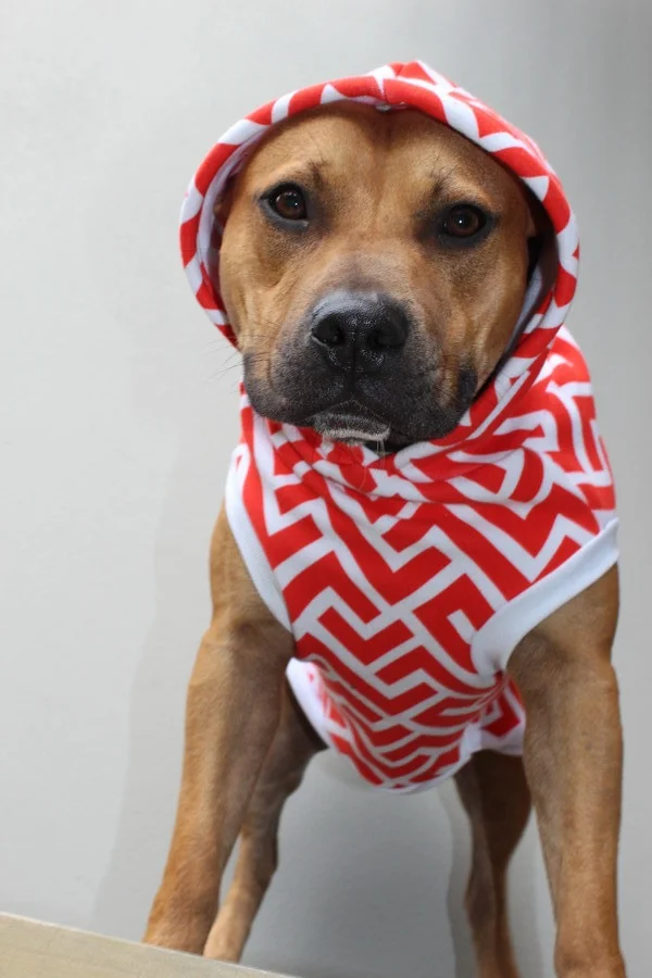 klinger staffy 2.jpg