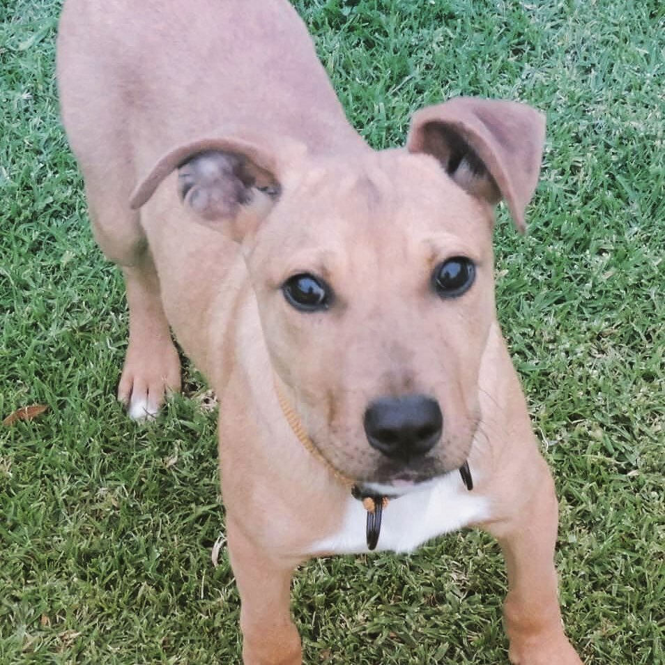 ADOPT ME! Our yellow collar puppy is &lsquo;Mustard&rsquo;. Available for adoption 25th July 💛💛💛 #adoptme #rescue #rescuedogsofinstagram #rescuepuppy