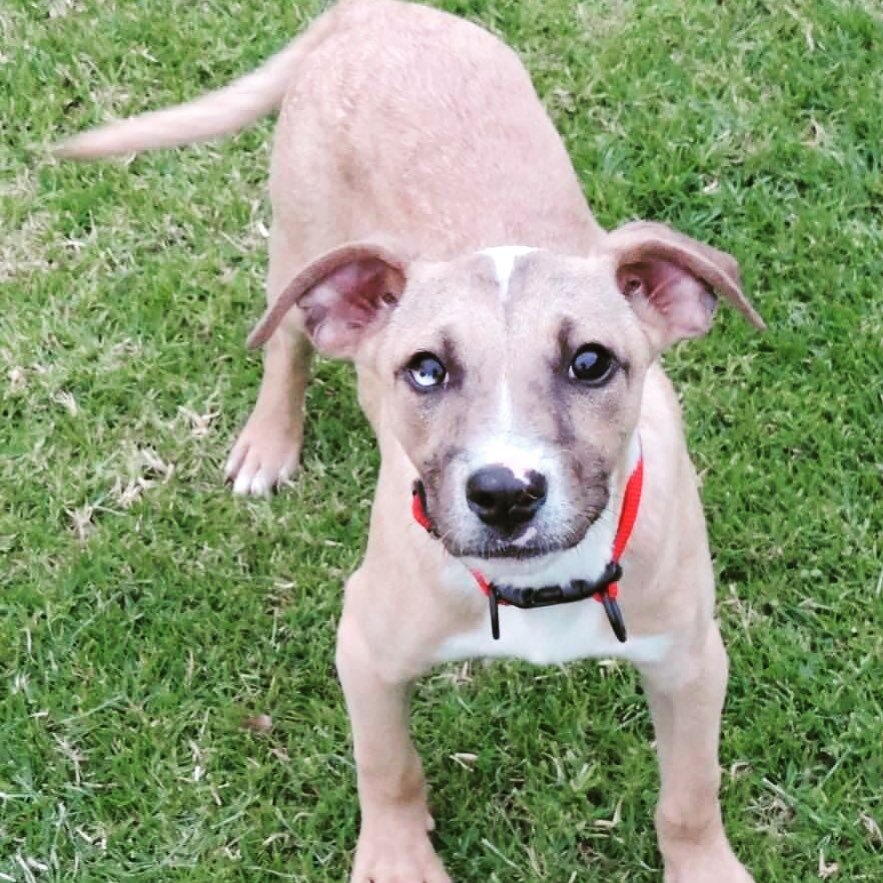 ADOPT ME! Our red collar puppy is &lsquo;Pickles&rsquo;. He&rsquo;s available for adoption 25th July ❤️❤️❤️#adoptme #rescue #rescuedogsofinstagram #rescuepuppy