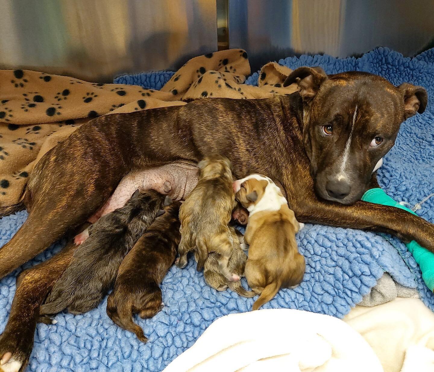 Well that was a suprise.... 9 'Kinder suprise' puppies to be exact! ❤️ Our beautiful girl Molakai went into labour last night, but it was not without drama! The first-born puppy got stuck, so her Foster Carer had to rush her to the vet for help and t