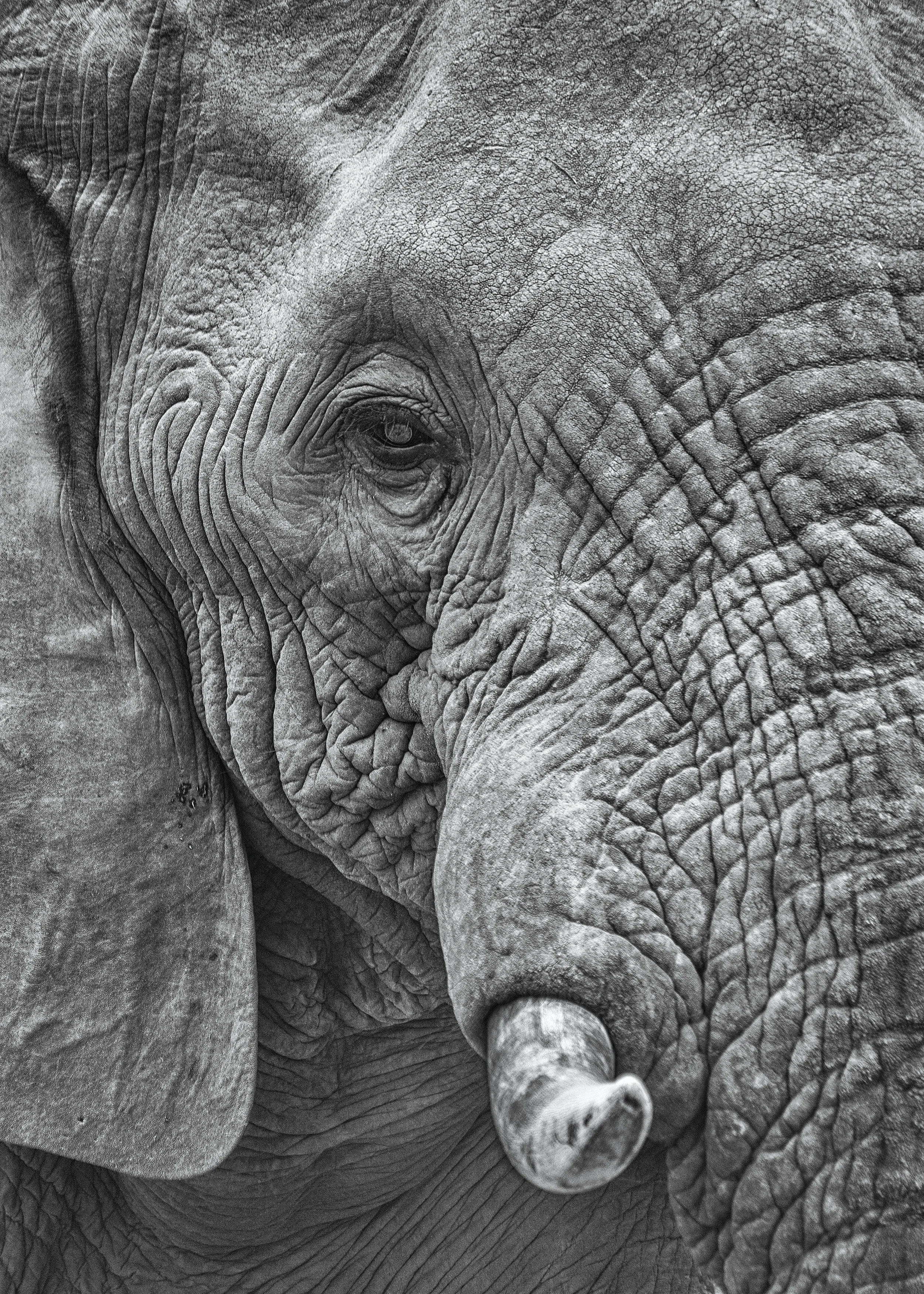 kruger park/Sydafrika - 50x70 - 2500 SEK