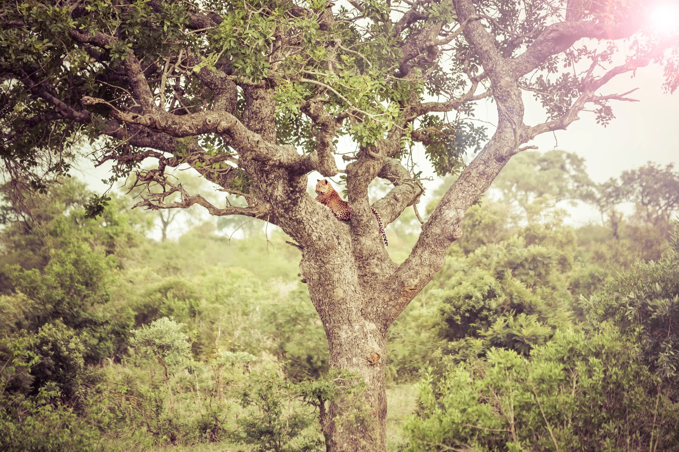 kruger park/Sydafrika - 50x70 - 2500 SEK