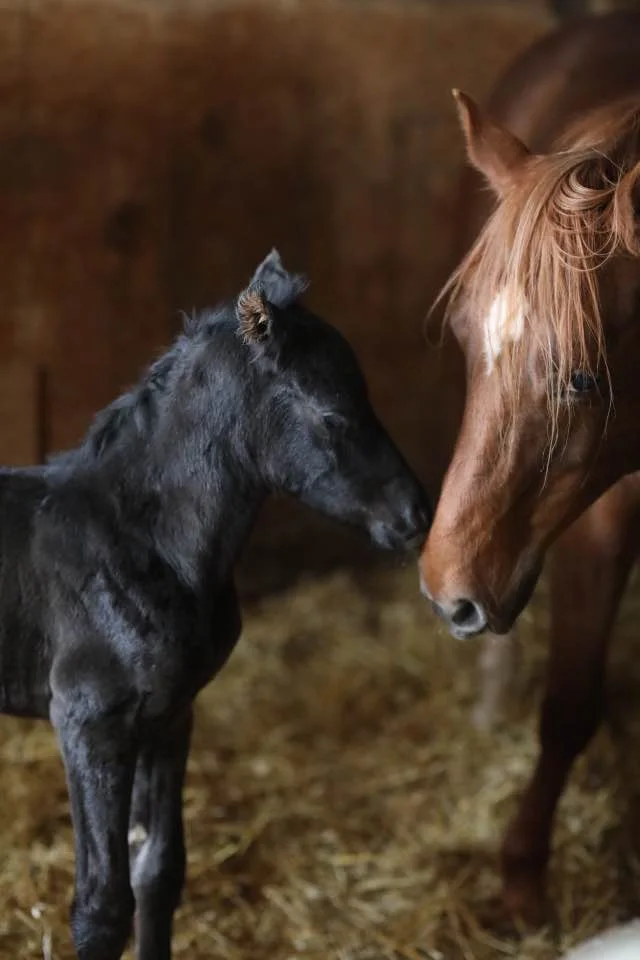 Baby Saige, just a few hours old with her mom, Dolly. Registered Quarter Horses. 